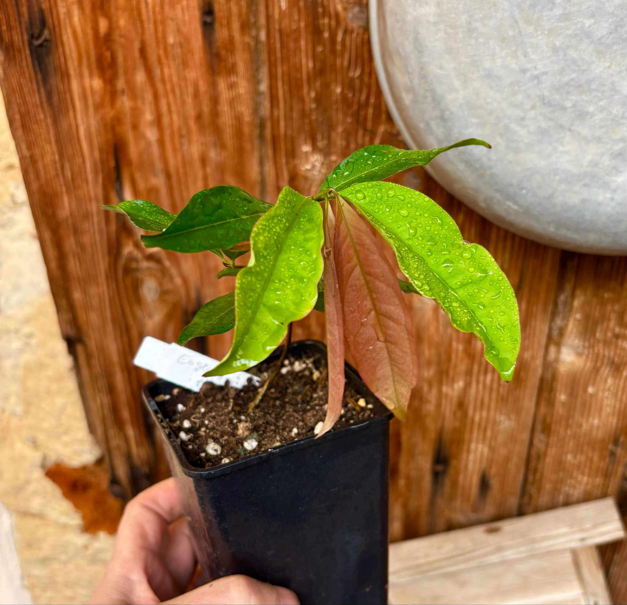 Eugenia florida - 1 potted plant / 1 getopfte Pflanze