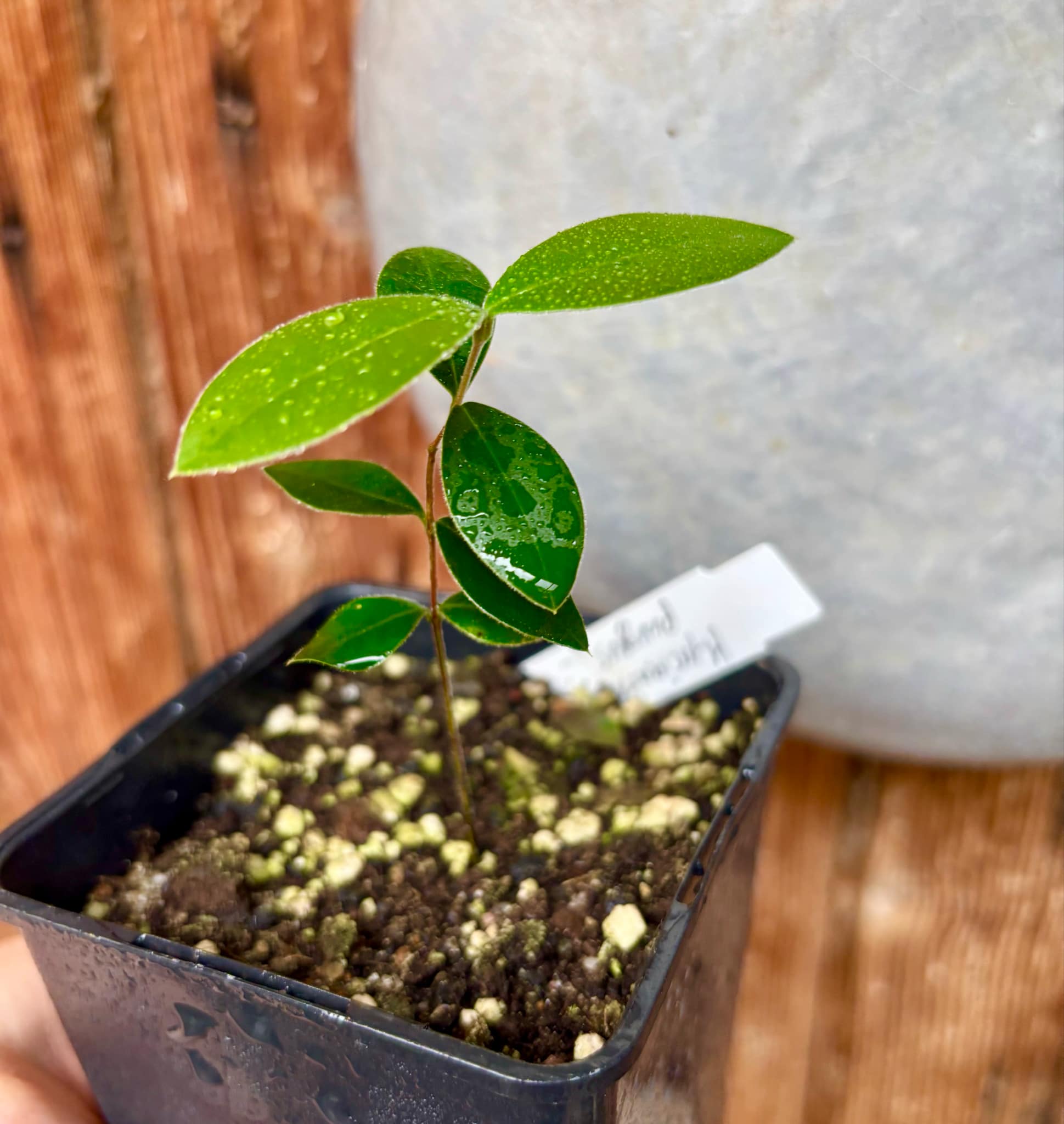 Myrcianthes pungens - Guabiju - 1 potted plant / 1 getopfte Pflanze Myrcianthes pungens - Guabiju - 1 potted plant / 1 getopfte Pflanze