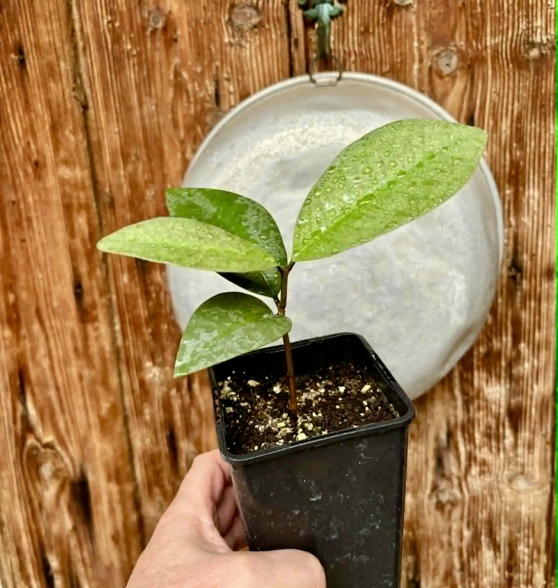 Eugenia sp Unana -  1 potted seedling / 1 getopfter Sämling