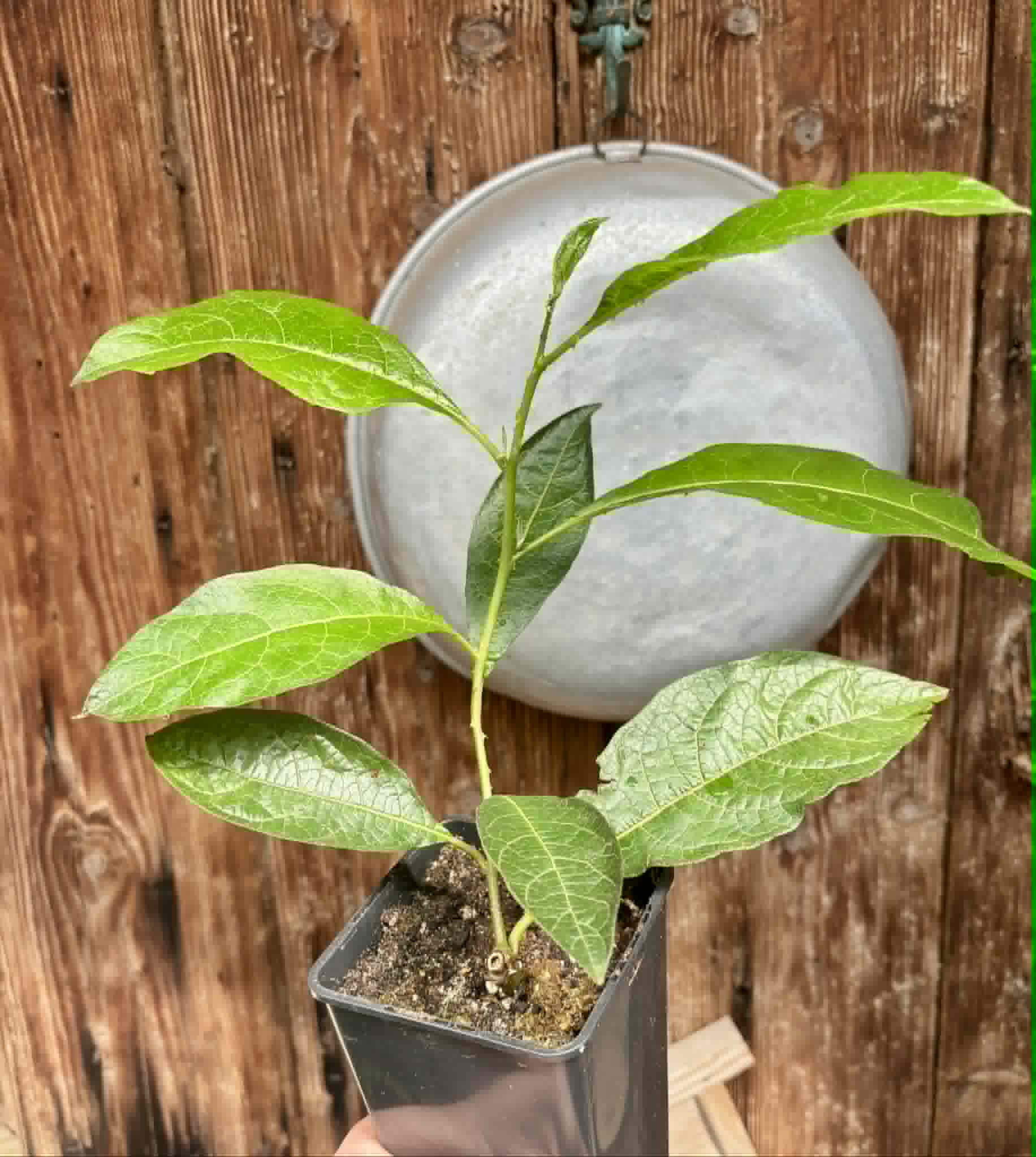 rooted cutting from adult plant - Juá do Jequitinhonha (Solanum schizandrum) - 1 potted plant / 1 getopfte Pflanze
