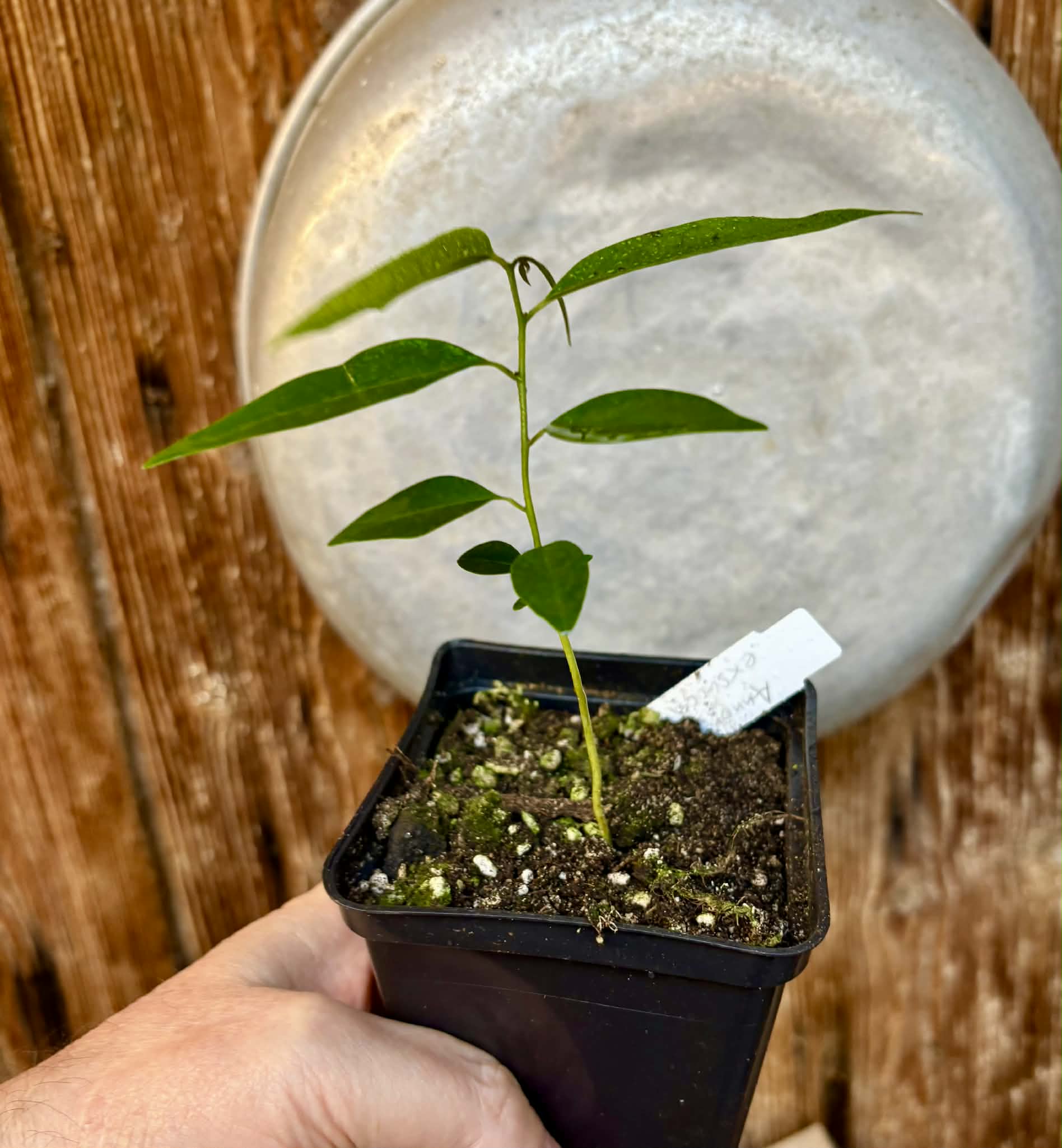 Annona exsucca - 1 potted seedling / 1 getopfter Sämling