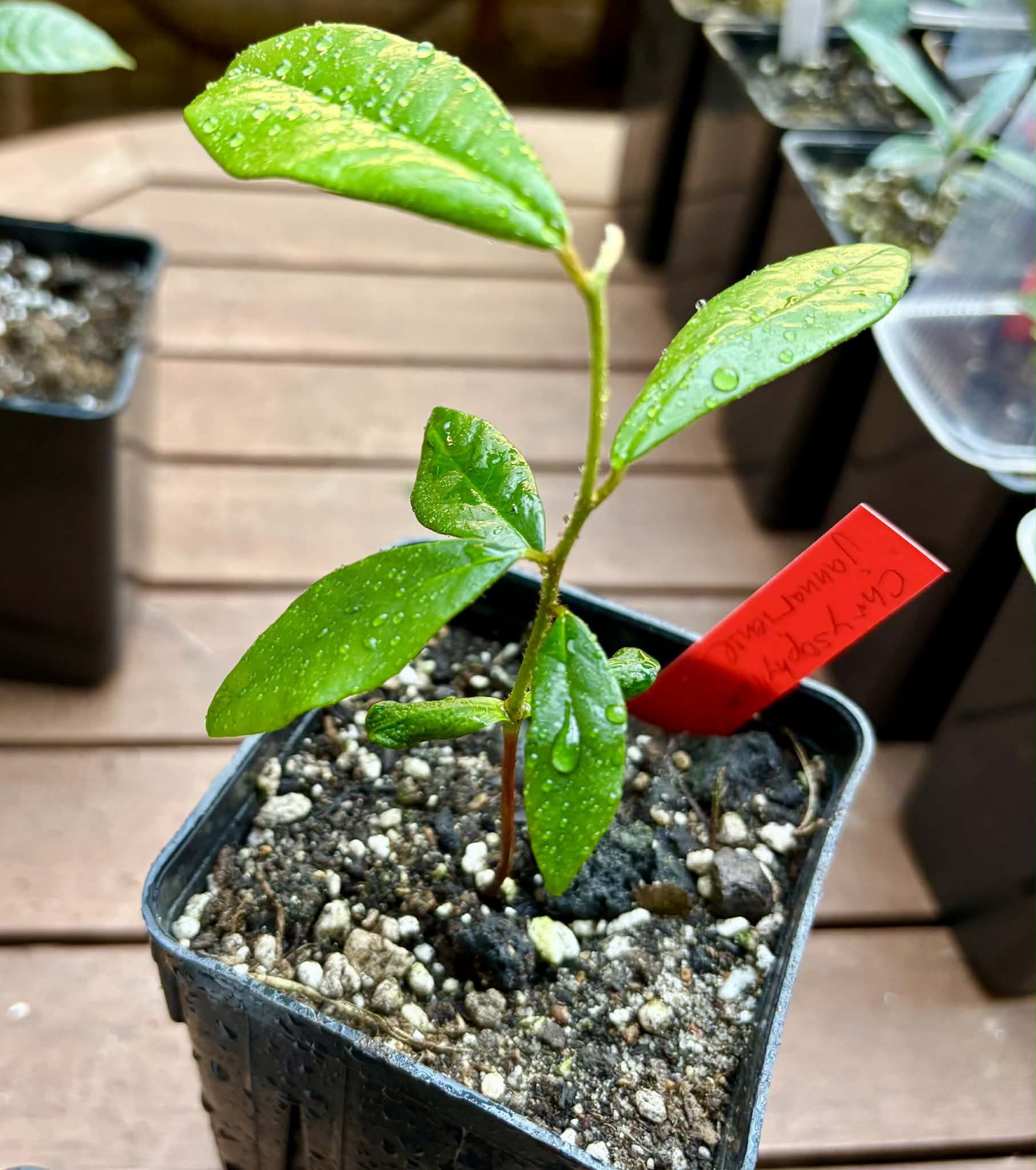 Collection of 5 rare exotic fruit plants -  5 different potted plants / 5 verschiedene, getopfte Pflanzen