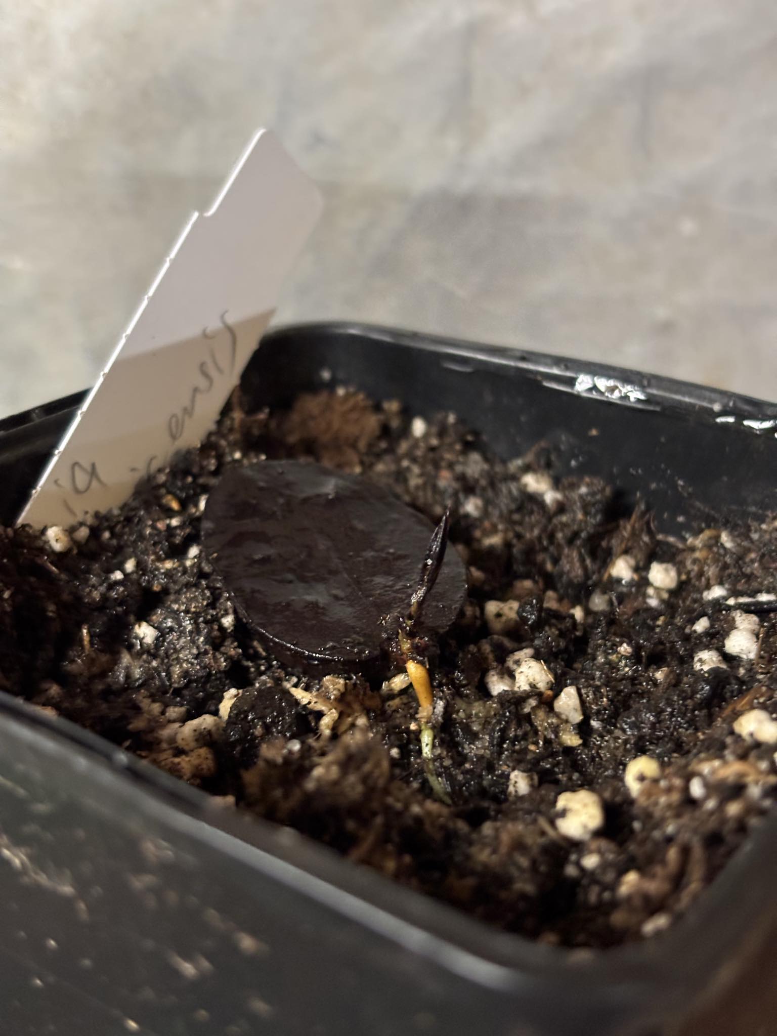 Plinia costaricensis -  1 potted seedling / 1 getopfter Sämling