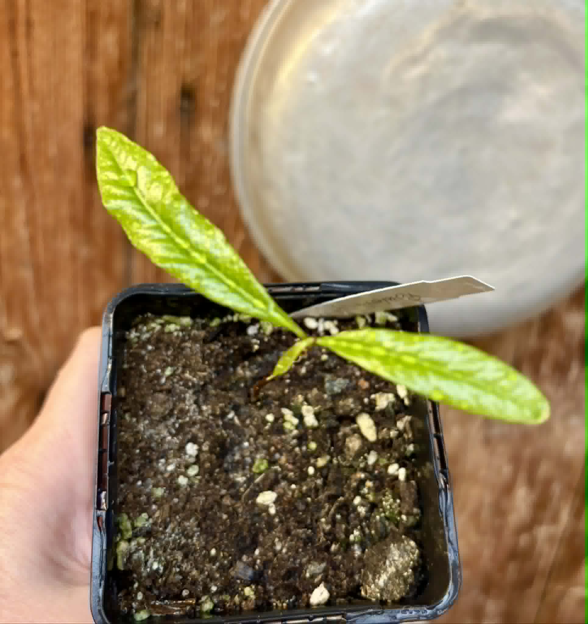 Pouteria sp Ajara - 1 potted plant / 1 getopfte Pflanze