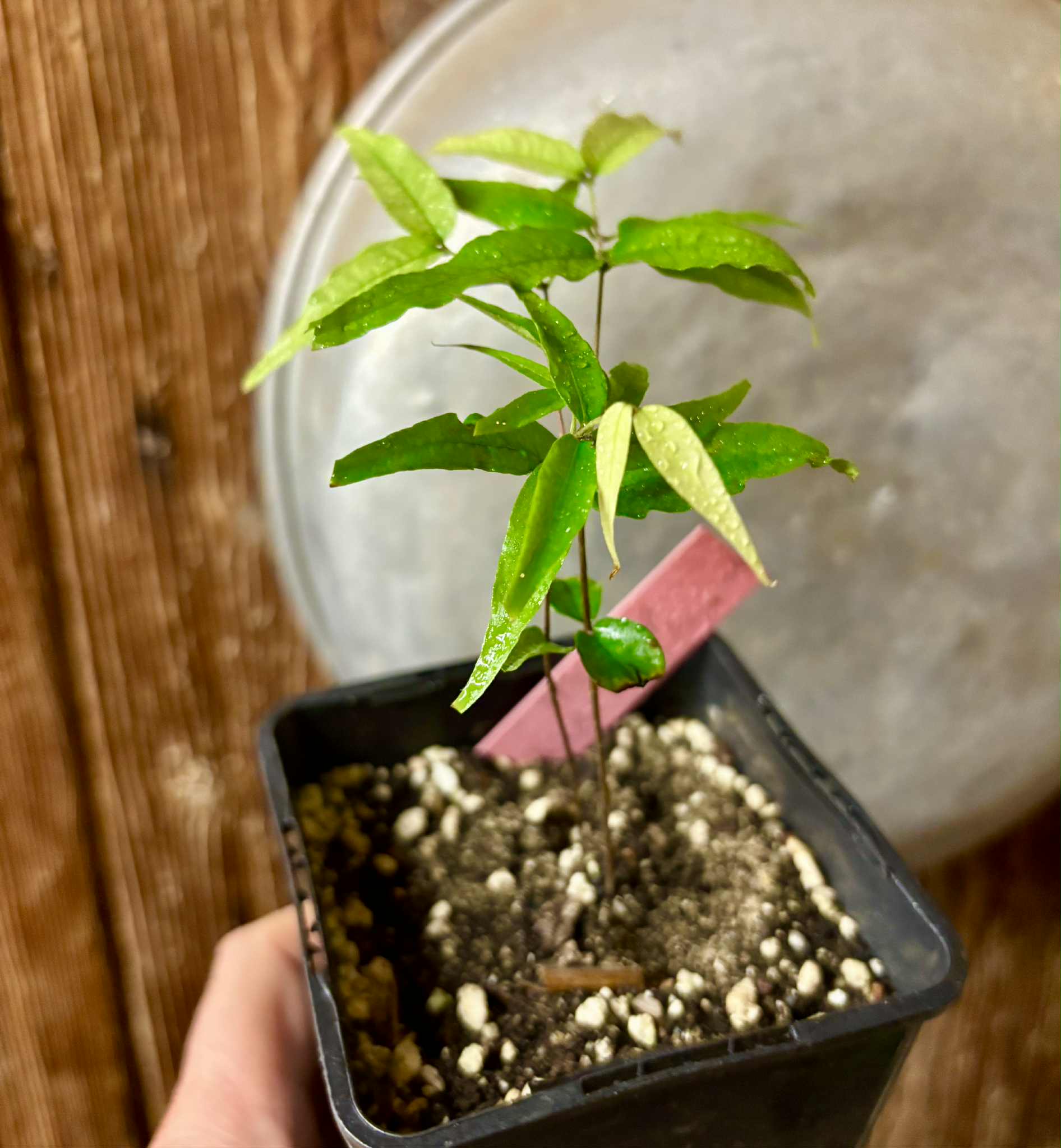 Jaboticaba - Plinia sp Rajada Cabo longo verde -  1 small potted seedling / 1 kleiner, getopfter Sämling