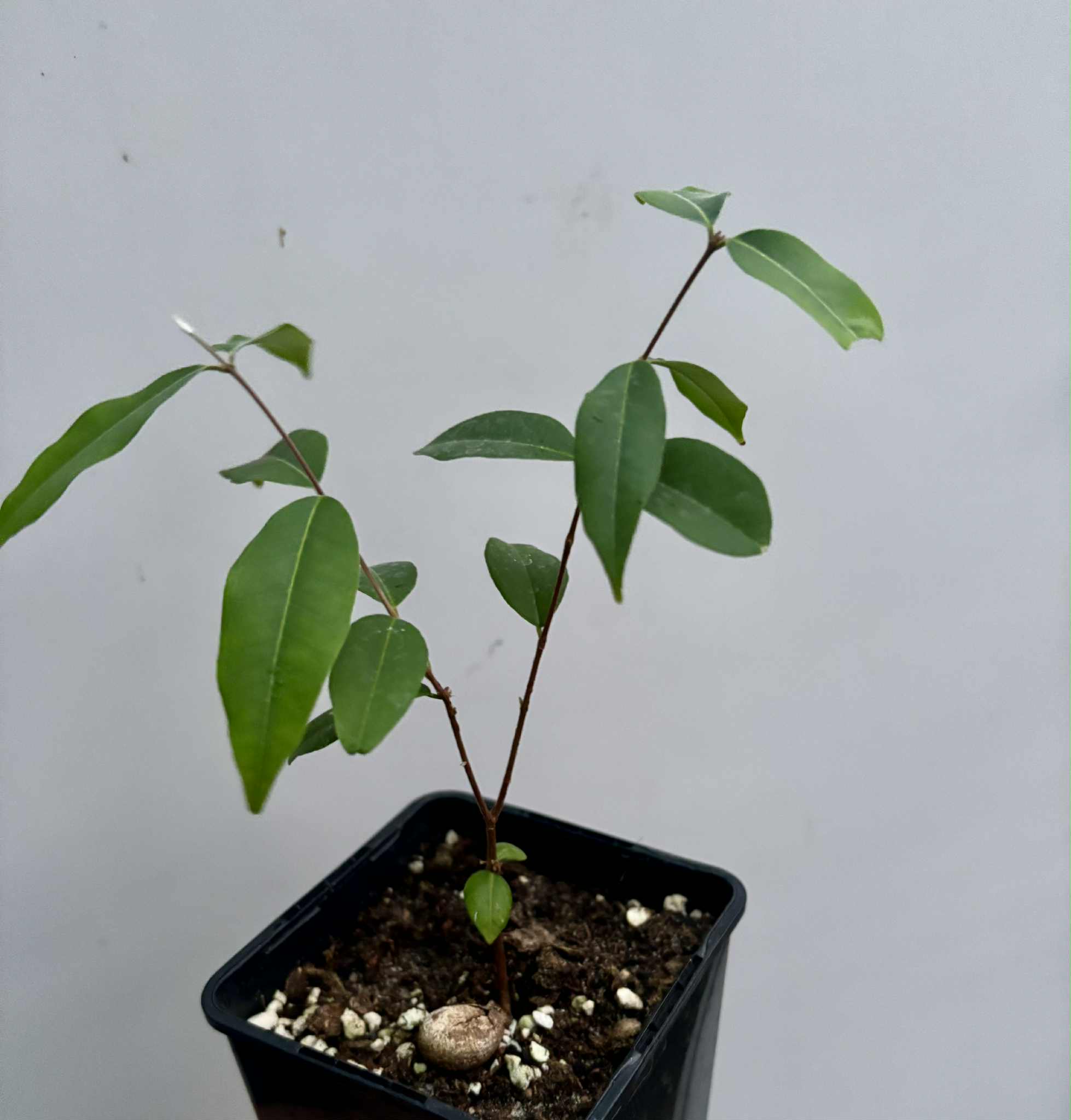 Uvaia do Visconde (Eugenia beaurepairiana) - potted seedling / 1 getopfter Sämling