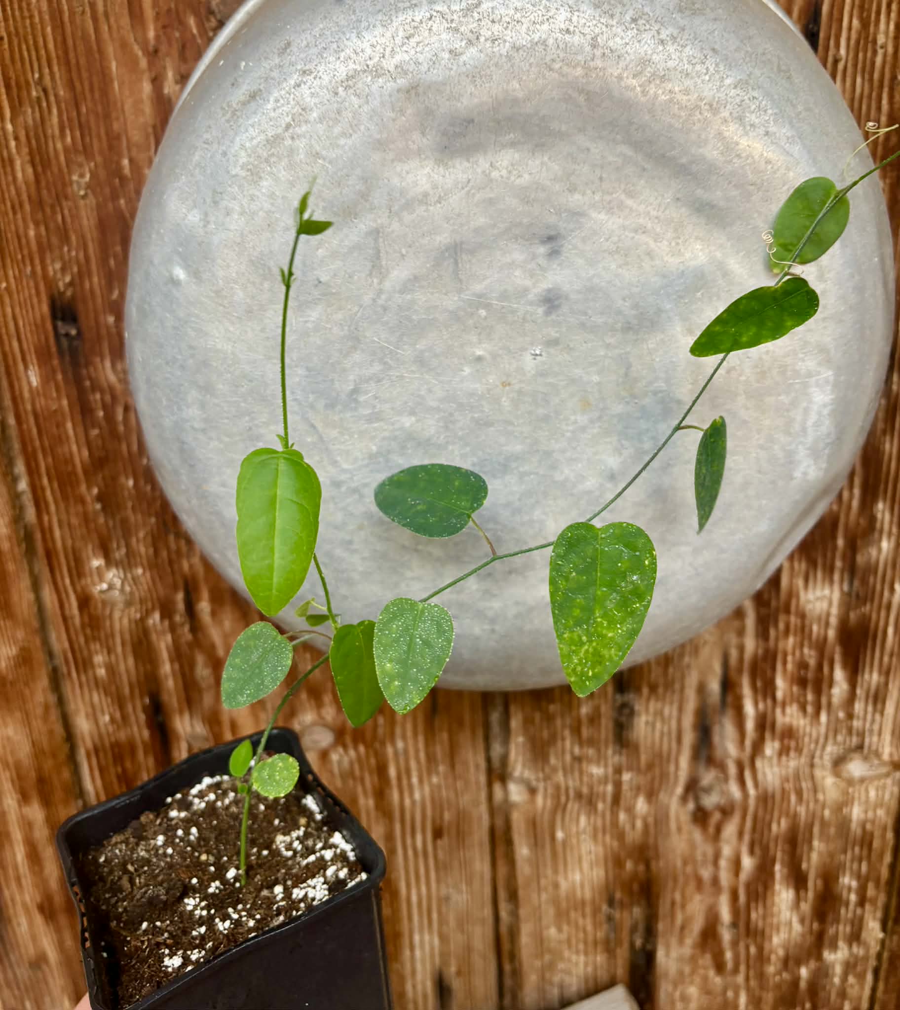 Passiflora silvestris - 1 potted seedling / 1 getopfter Sämling