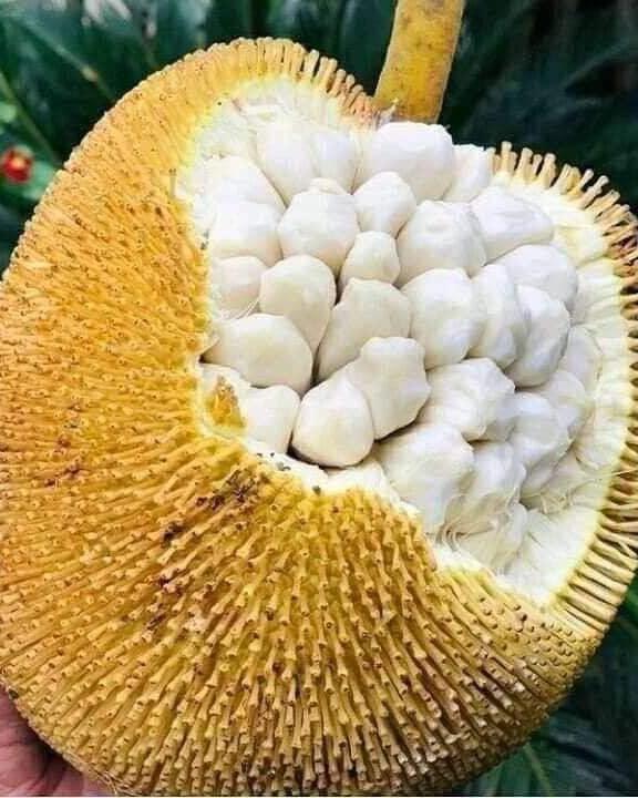 Marang (Artocarpus odoratissimus) - 1 germinated seed / 1 gekeimter Samen Marang (Artocarpus odoratissimus) - 1 germinated seed / 1 gekeimter Samen