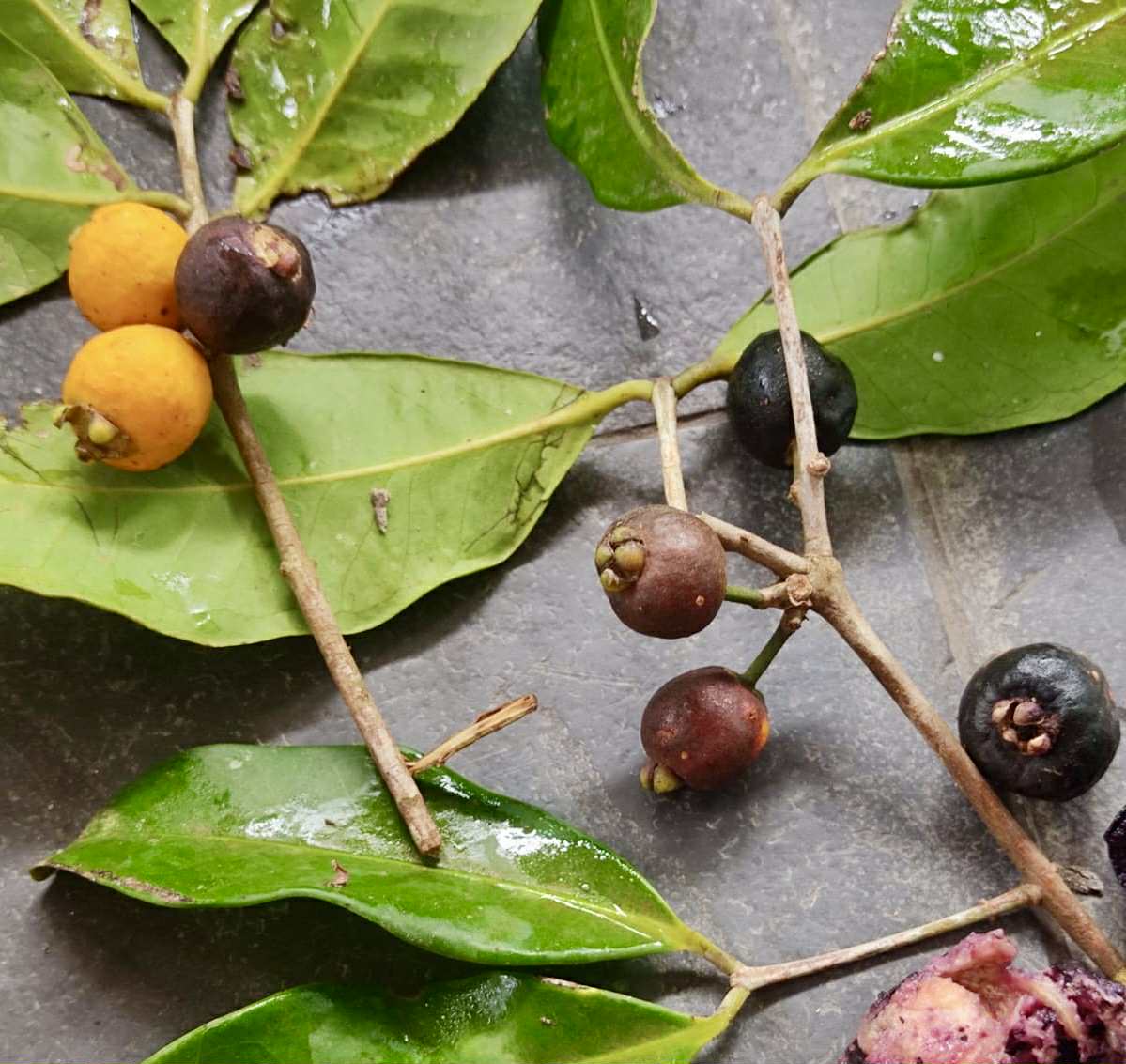 Eugenia rotundifolia var. Camamu - 1 germinated seed / 1 gekeimter Samen Eugenia rotundifolia var. Camamu - 1 germinated seed / 1 gekeimter Samen