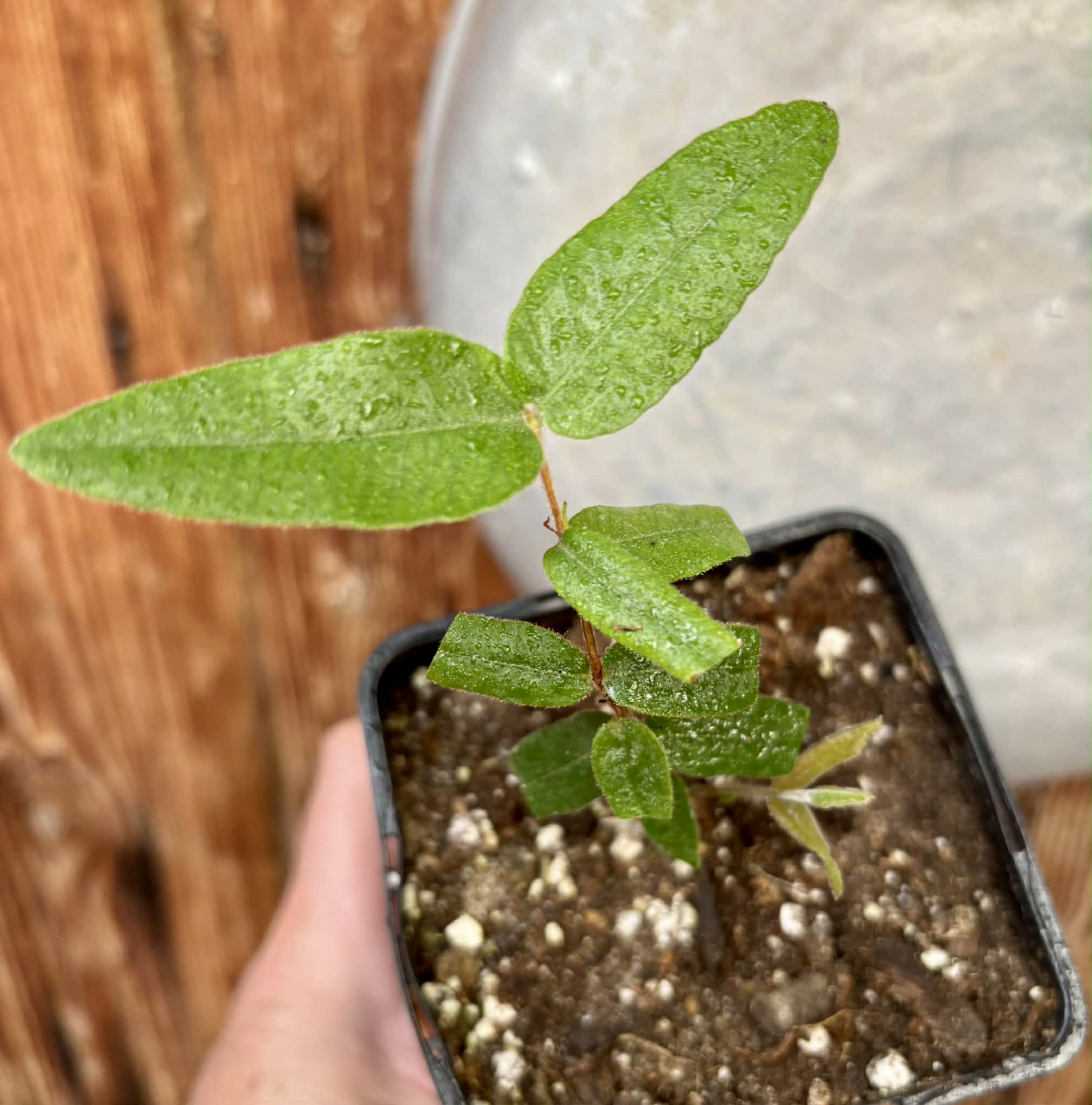 Myrciaria caerulescens (Roxa - Blue Guaquiea) - 1 potted seedling / 1 getopfter Sämling