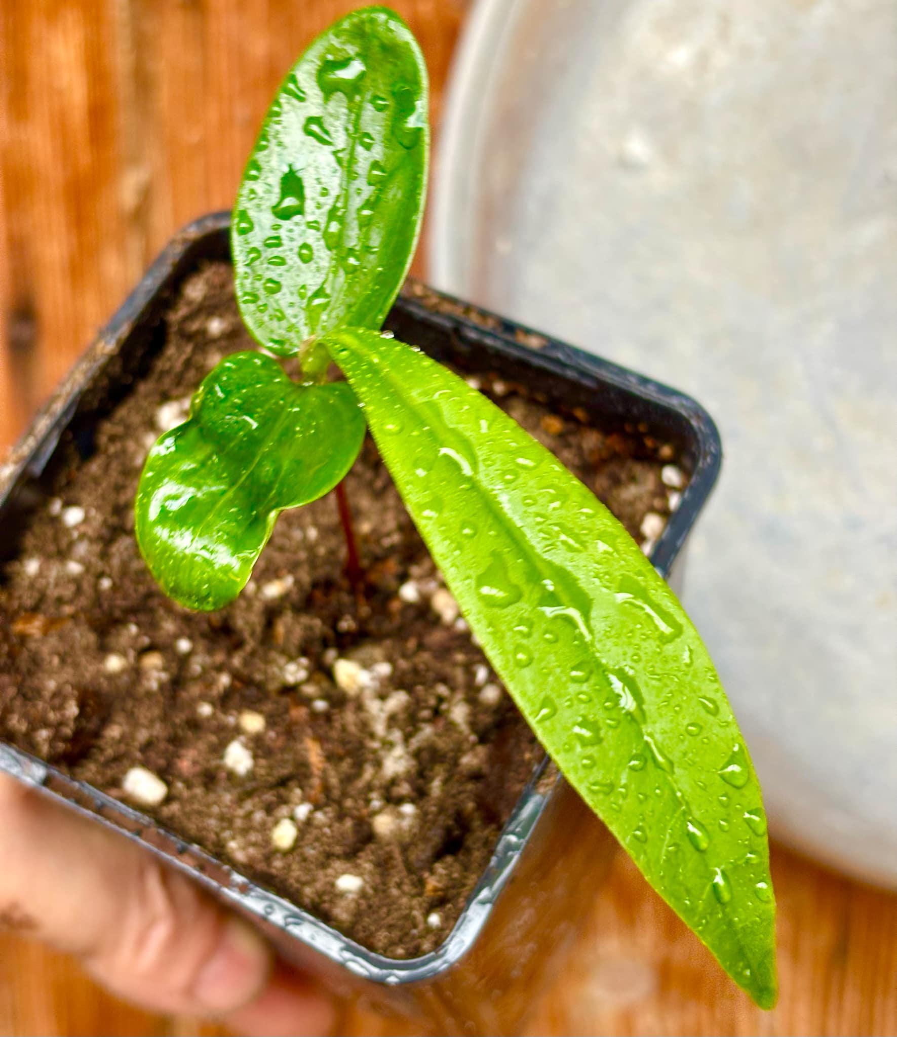 Aquai (Chrysophyllum gonocarpum)  -  1  potted seedling / 1 getopfter Sämling