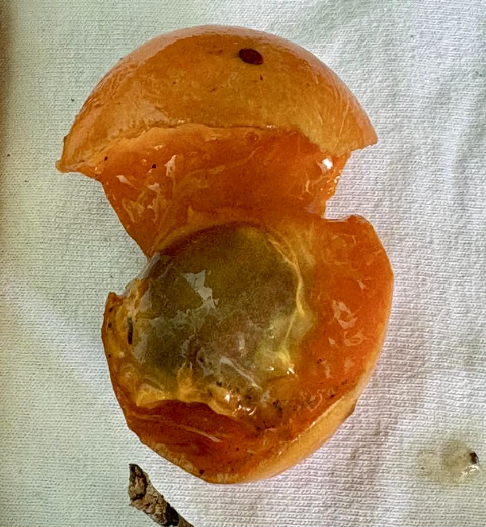 Myrciaria sp Pirangi - Rare exotic plant and seeds - Seltene exotische Pflanze und Samen