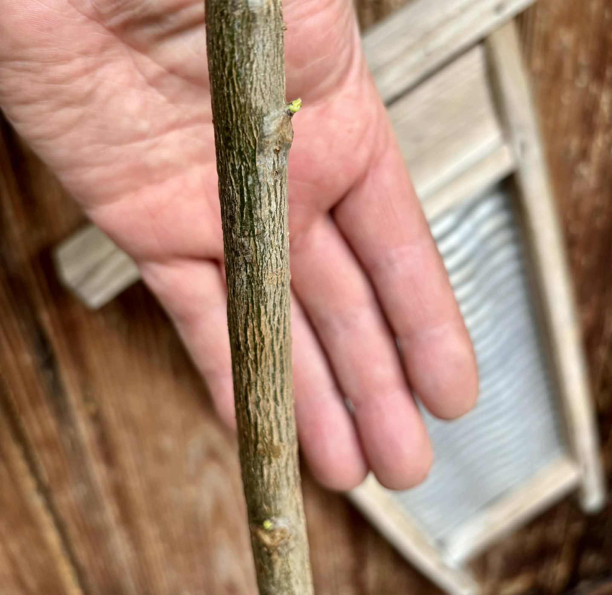 4 years old - Oak Leaf Papaya (Vasconcellea quercifolia) - 1 potted plant / 1 getopfte Pflanze