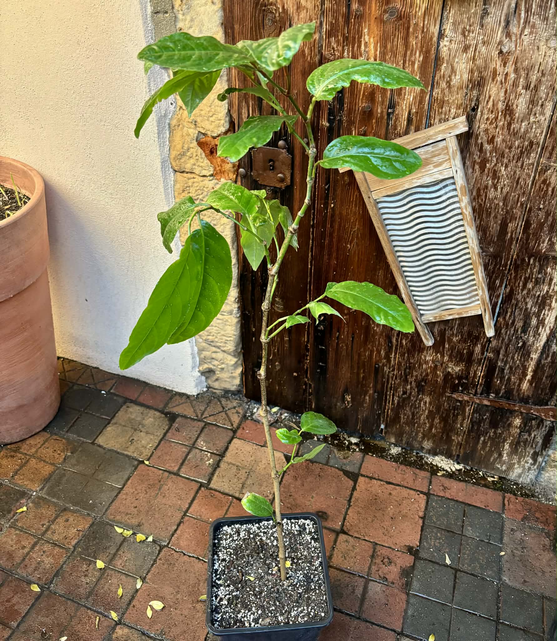 Long Pepper  (Piper longum) - 1 potted plant / 1 getopfte Pflanze