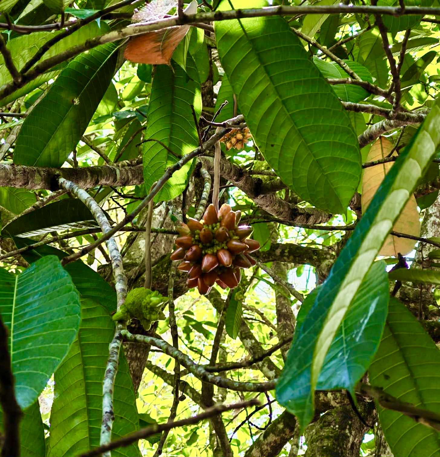 Kesusu (Prainea limpato) - 1 potted seedling / 1 getopfter Sämling