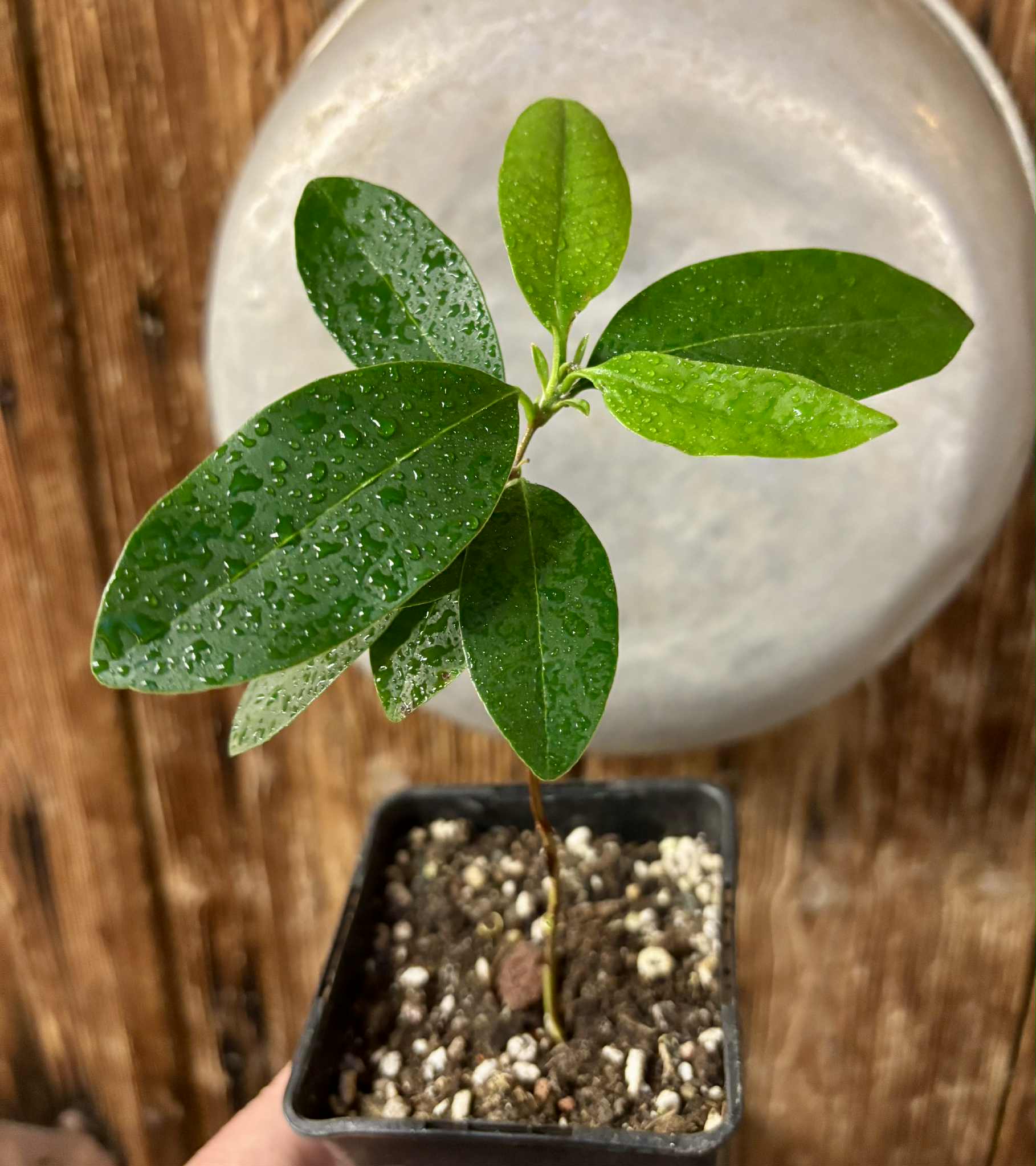 Eugenia dichroma - Pitanga Fanta - 1 potted seedling / 1 getopfter Sämling