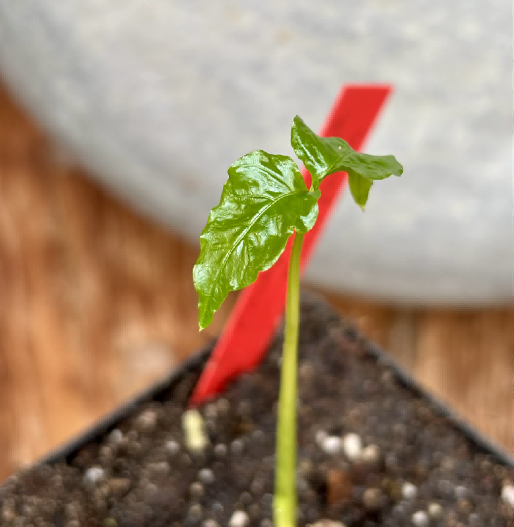 Guabiroba folha de maçã (Campomanesia malifolia) -  1 potted seedling / 1 getopfter Sämling