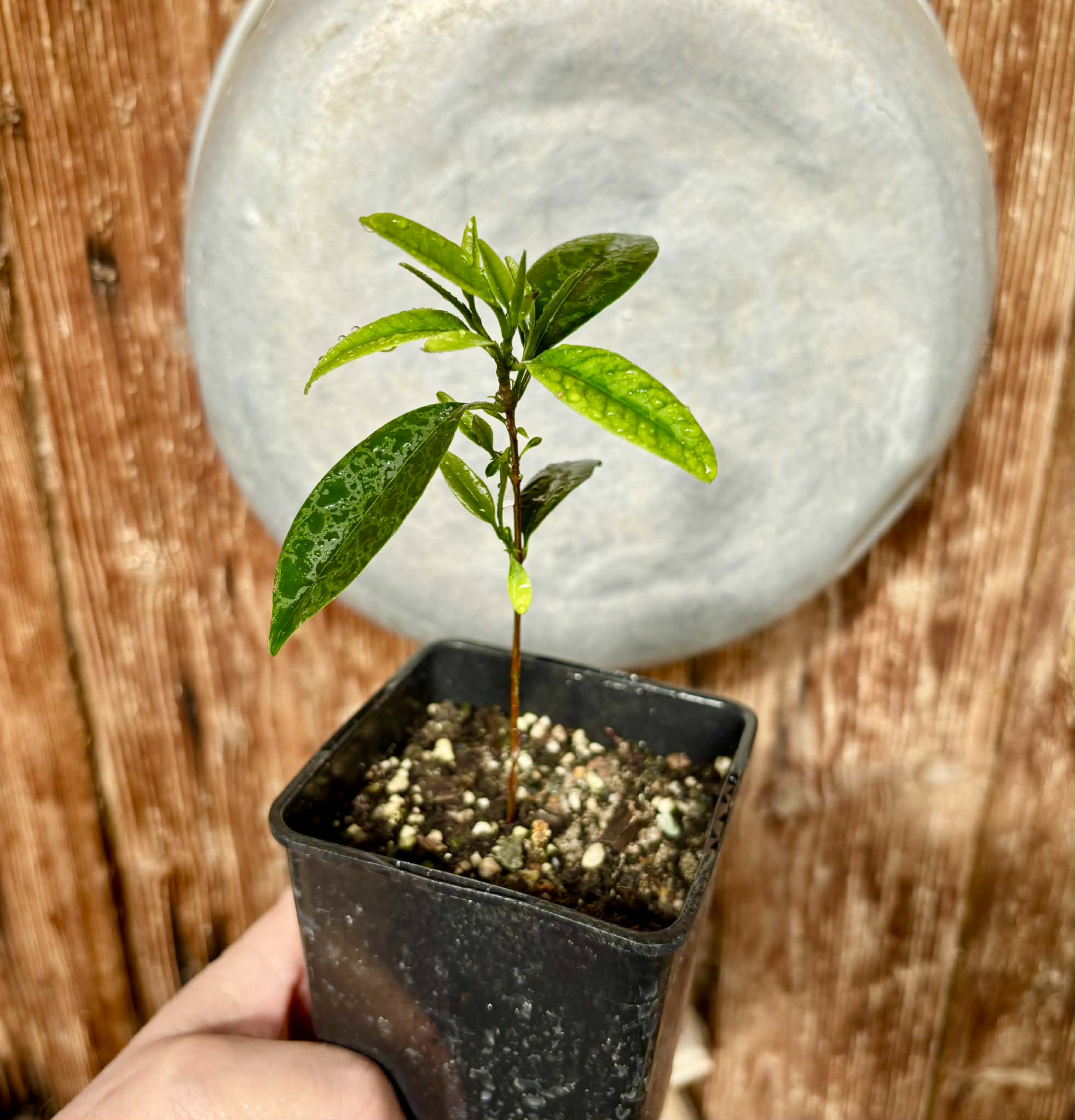 Eugenia dichroma - Pitanga Fanta - 1 potted seedling / 1 getopfter Sämling