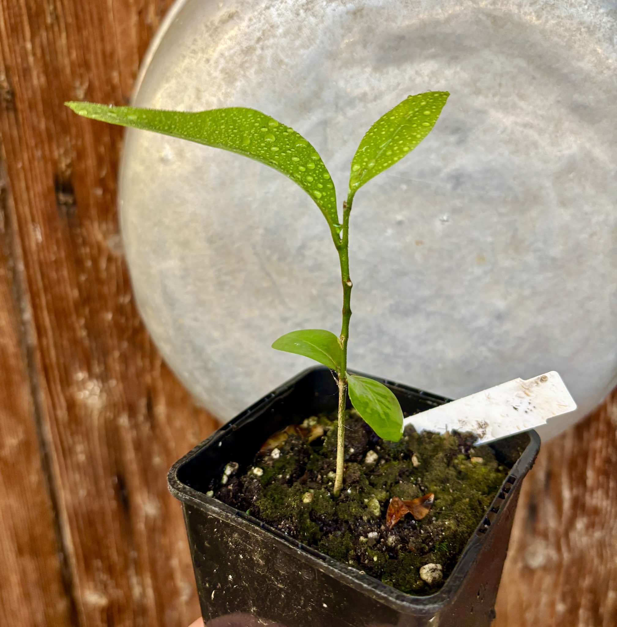 Glycosmis pentaphylla - Orangeberry / Ginberry -  1 small seedling / 1 kleiner Sämling