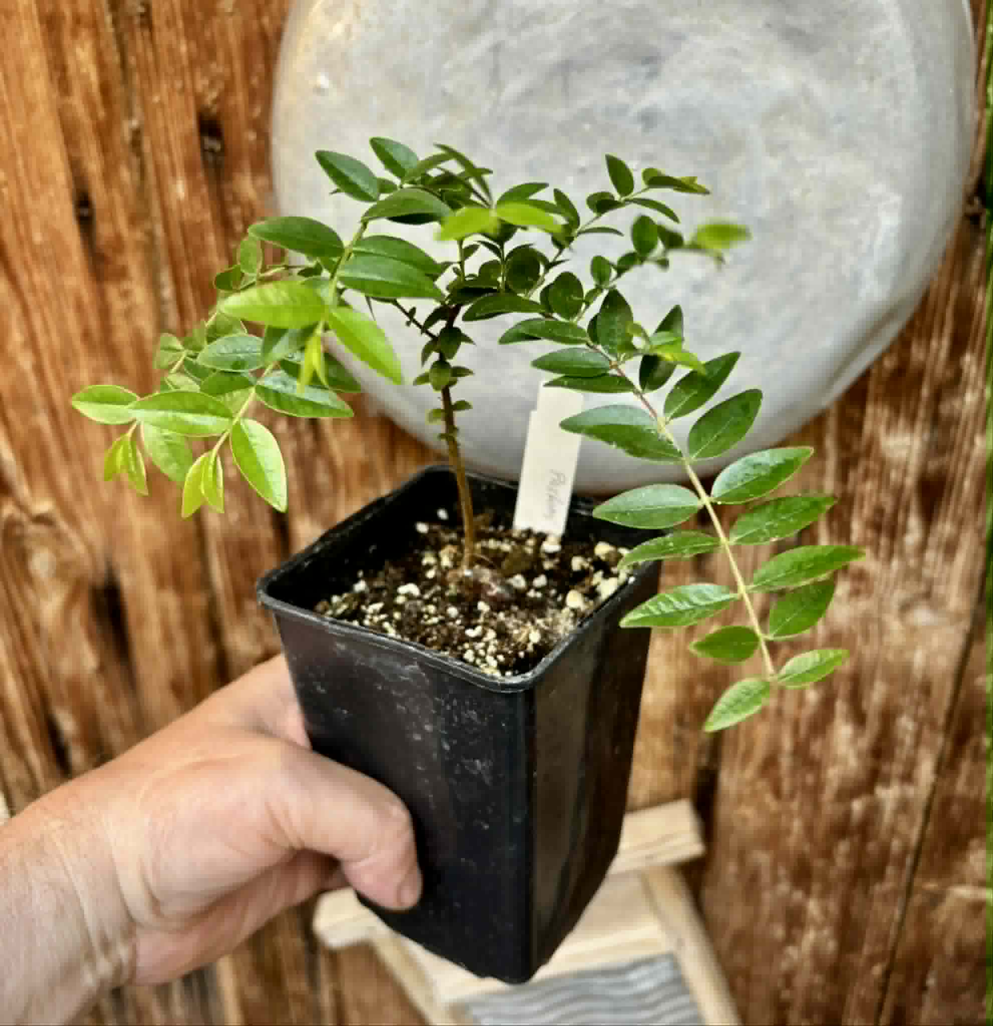 Myrciaria sp Pastora - 1 potted seedling / 1 getopfter Sämling