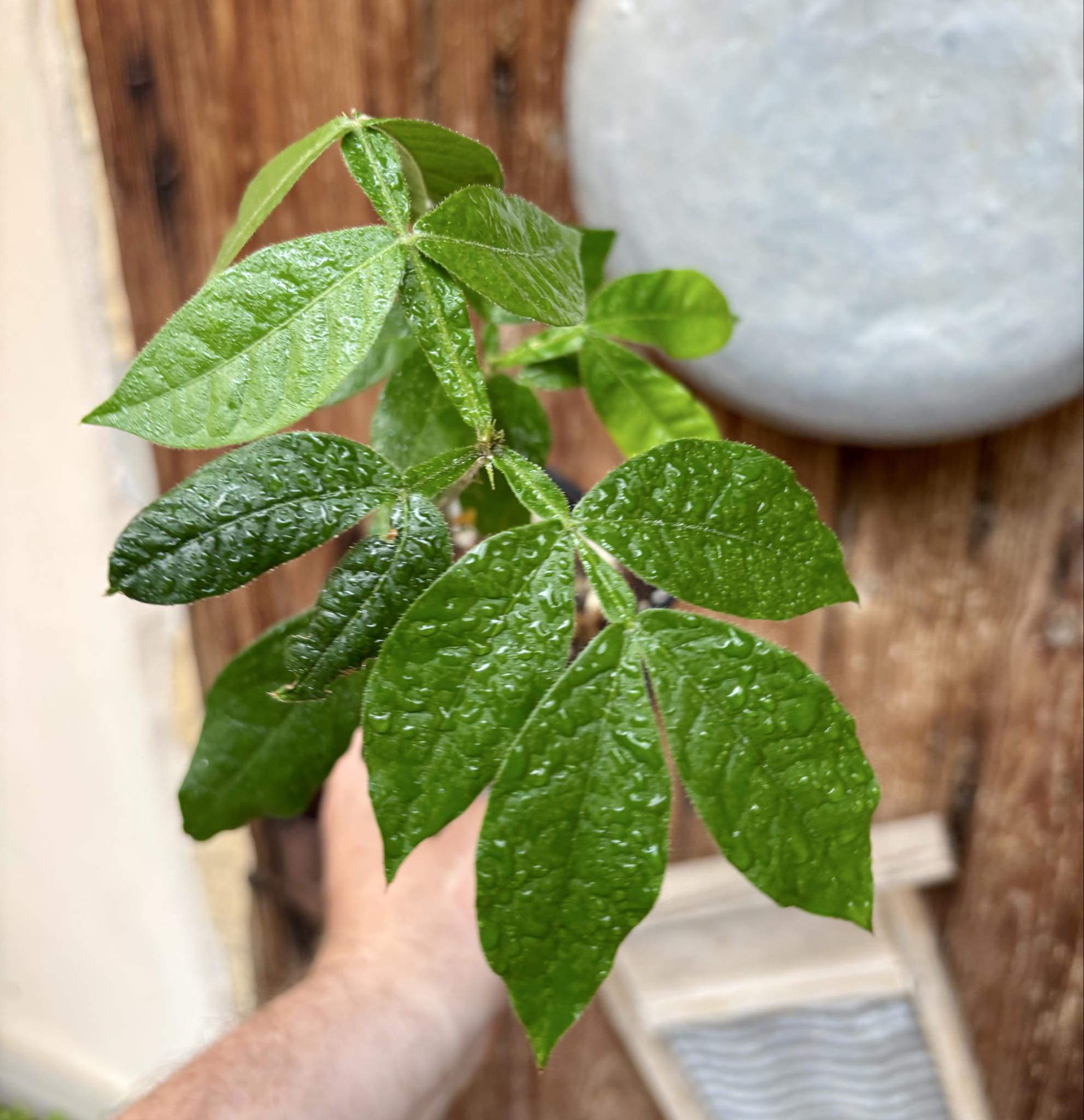 2 in one pot - Inga feuilleei - Pacay Ice Cream Bean - 1 potted plant / 1 getopfte Pflanze 2 in one pot - Inga feuilleei - Pacay Ice Cream Bean - 1 potted plant / 1 getopfte Pflanze