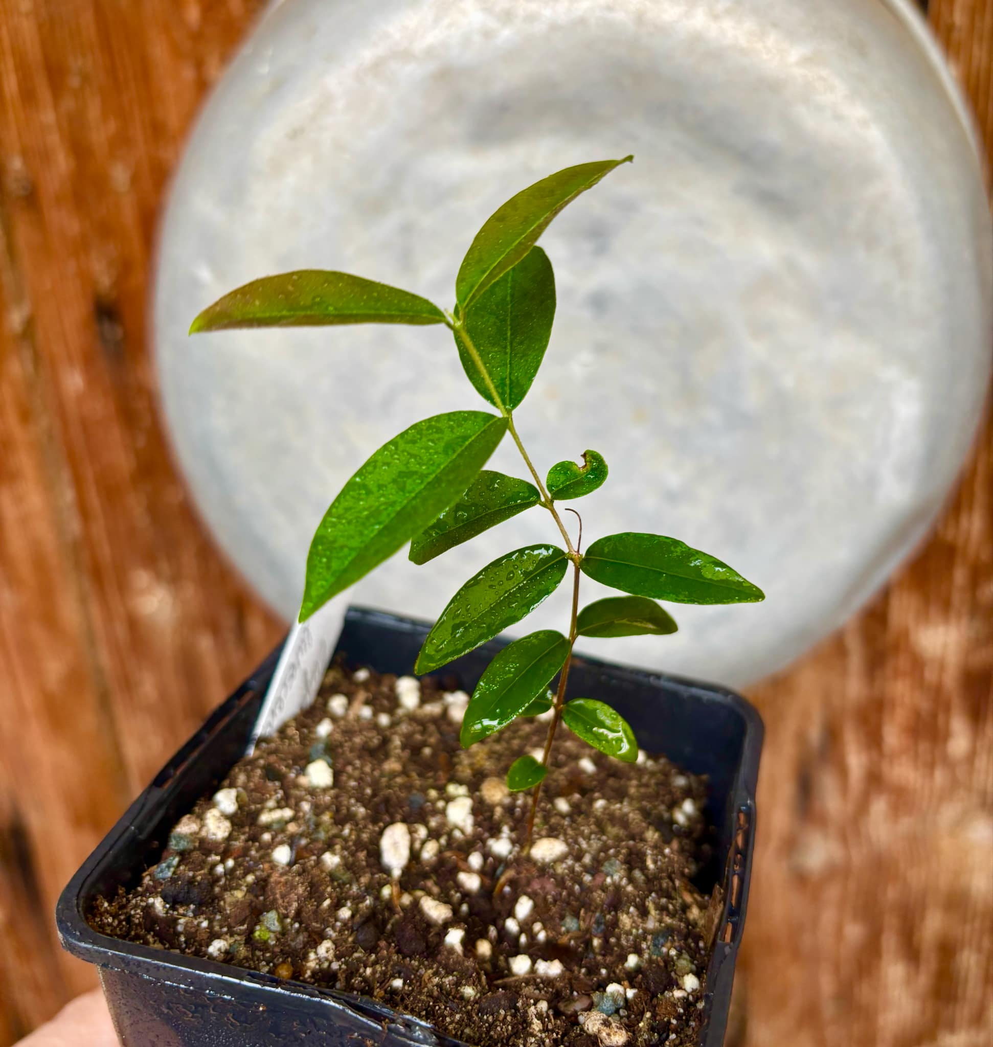 Uvaia do Campo - Eugenia lutescens -  1 small potted seedling / 1 kleiner, getopfter Sämling