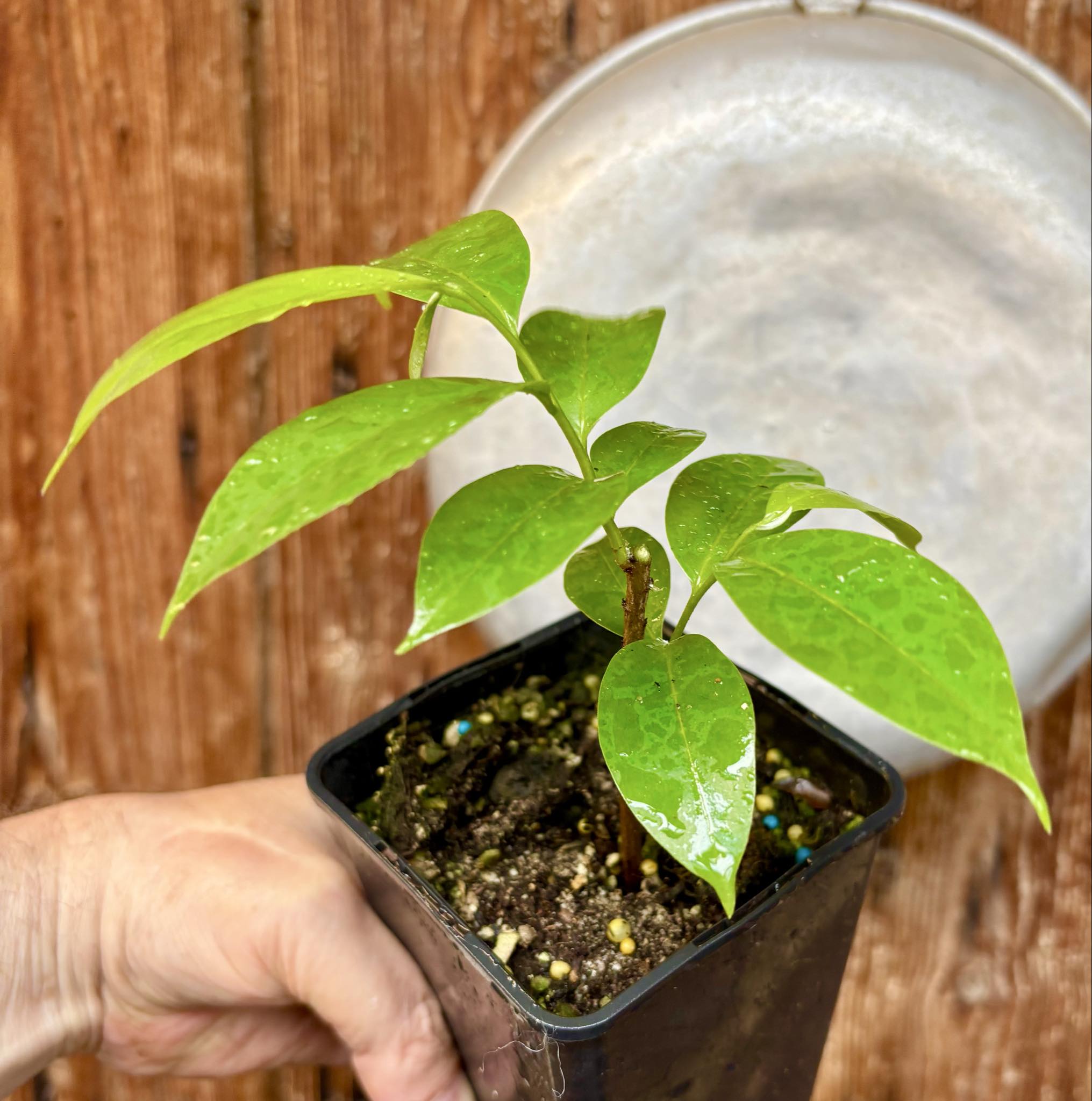 Annona muricata - Soursop / Stachelannone fiberless - 1 potted plant / 1 getopfte Pflanze