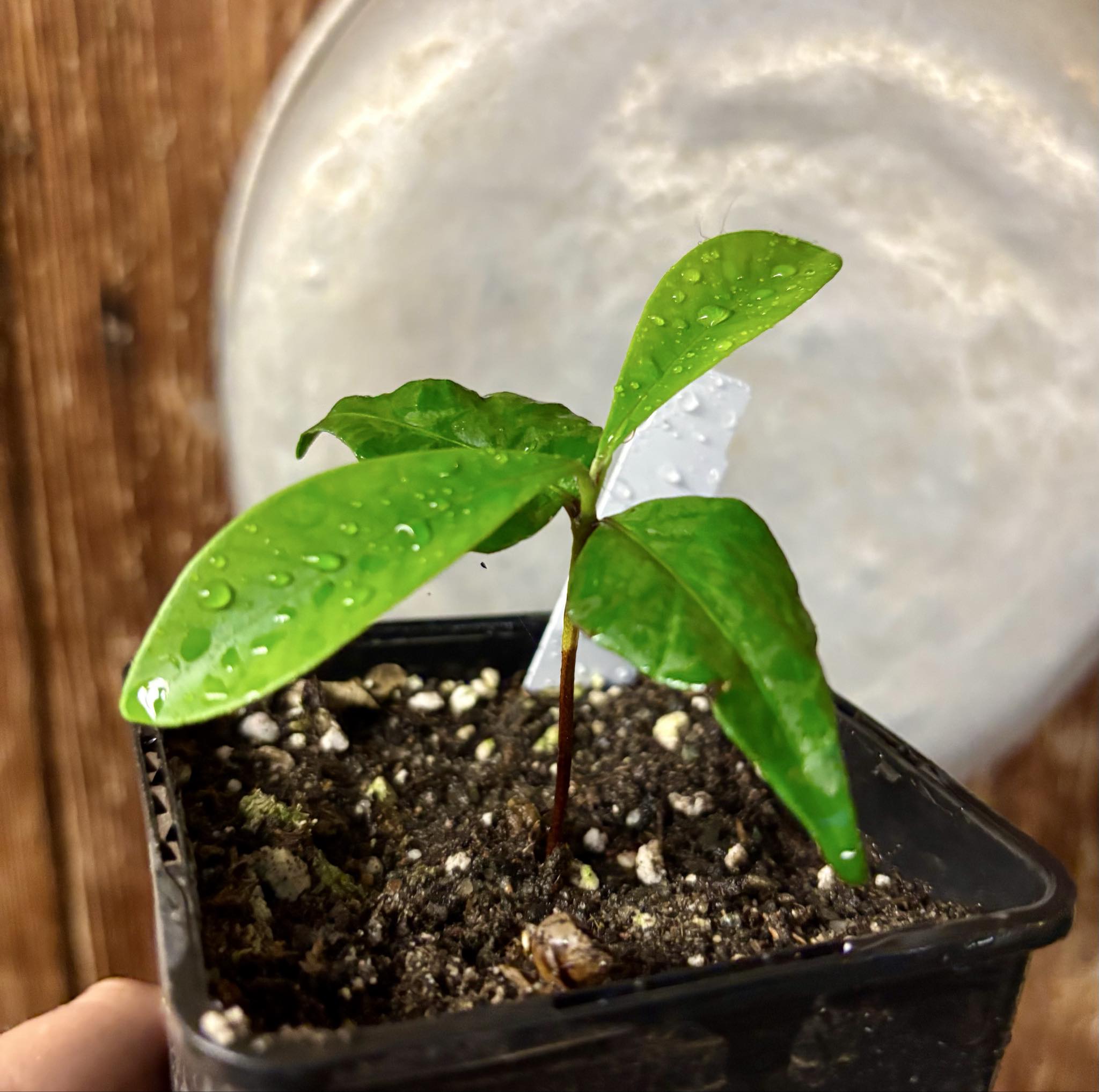 Myrcia sp Jaboticaba Bahia -  1 potted seedling / 1 getopfter Sämling