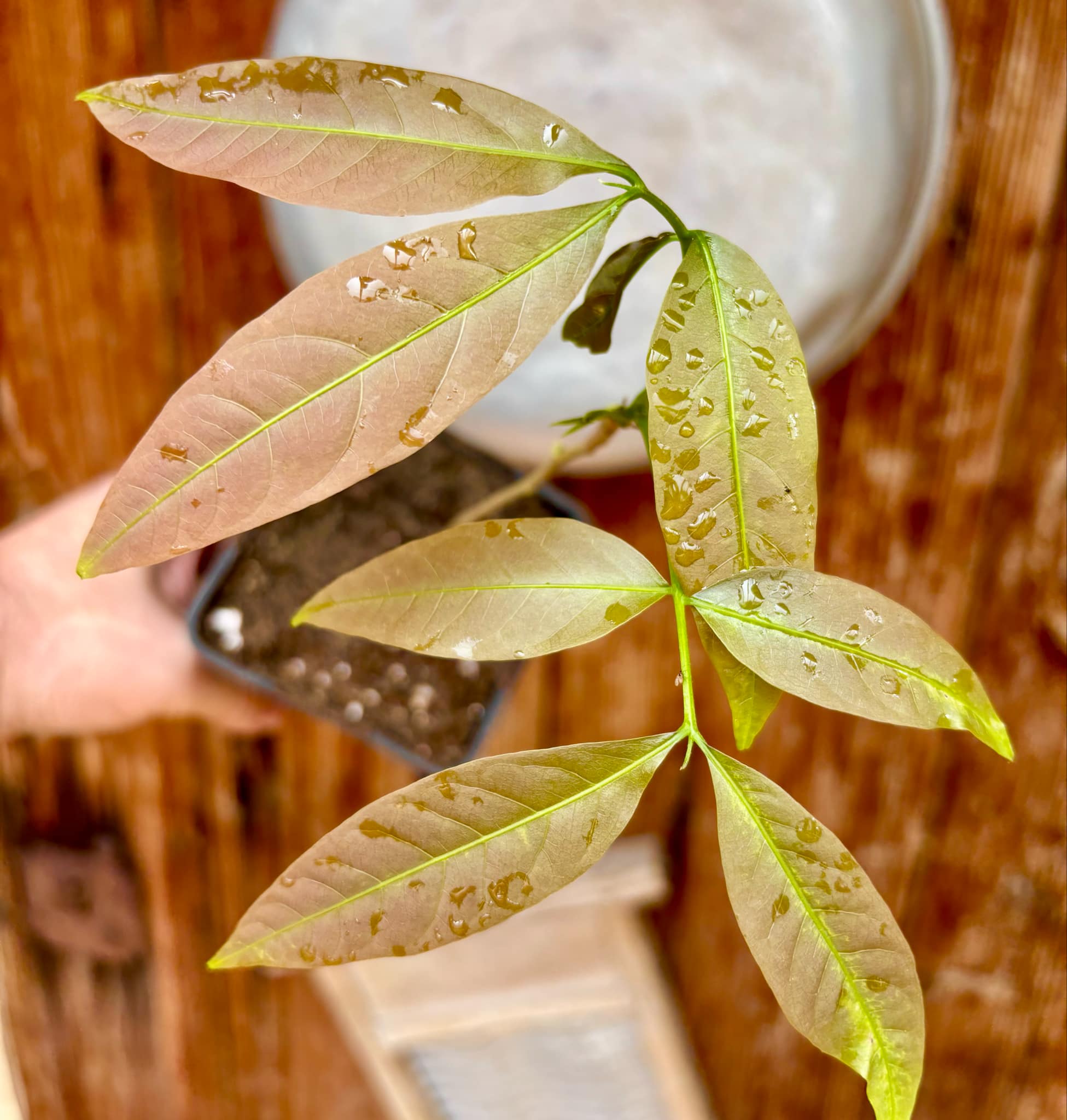 Talisia esculenta - Pitomba do Nordeste - 1 potted plant / 1 getopfte Pflanze