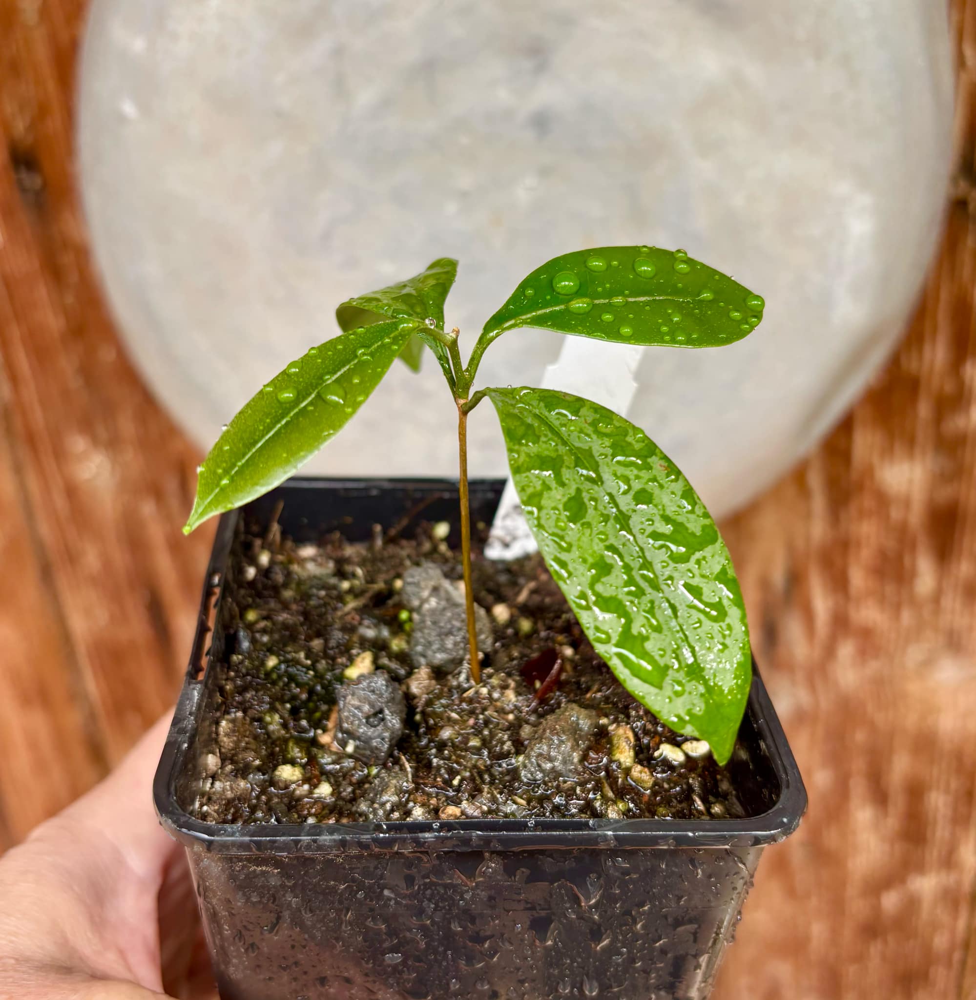 Pouteria cuspidata - 1 small potted seedling / 1 kleiner, getopfter Sämling Pouteria cuspidata - 1 small potted seedling / 1 kleiner, getopfter Sämling