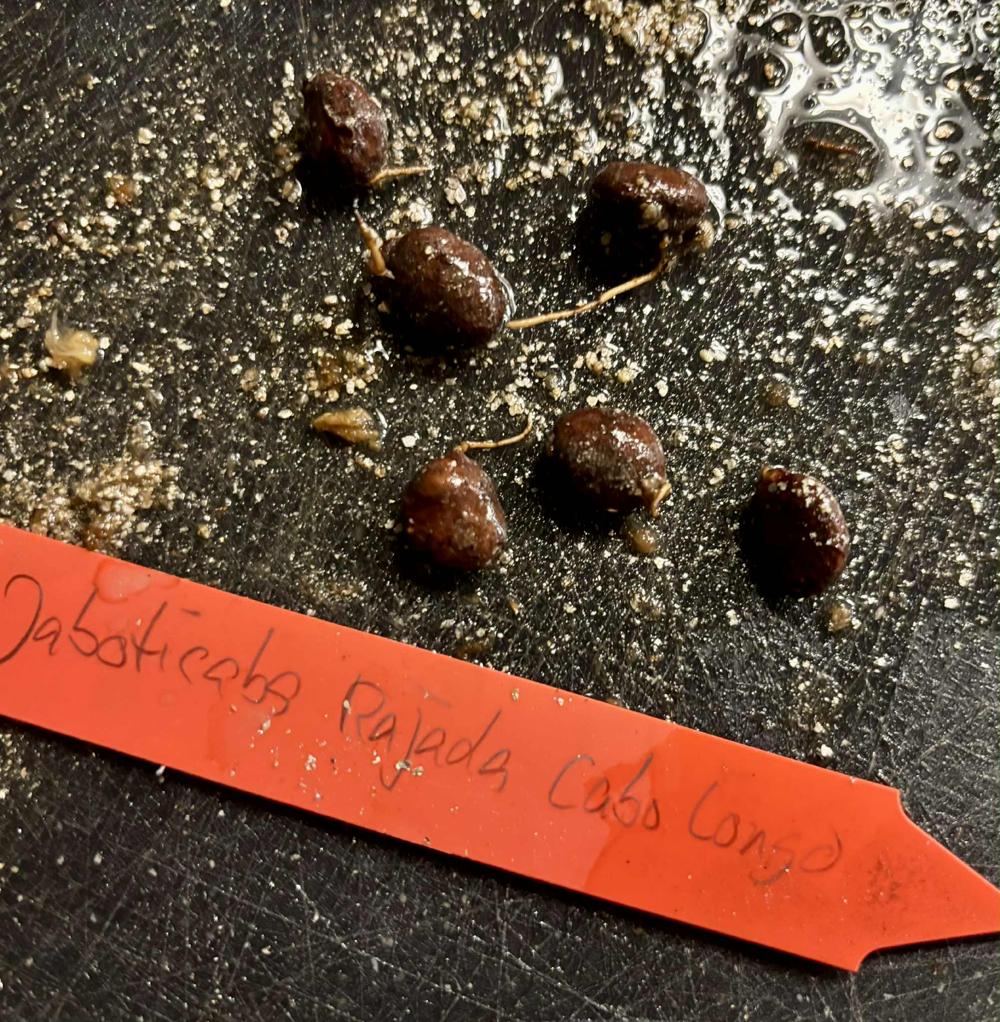 Plinia sp. Rajada Matriz 1 - 1 germinated seed / 1 gekeimter Samen