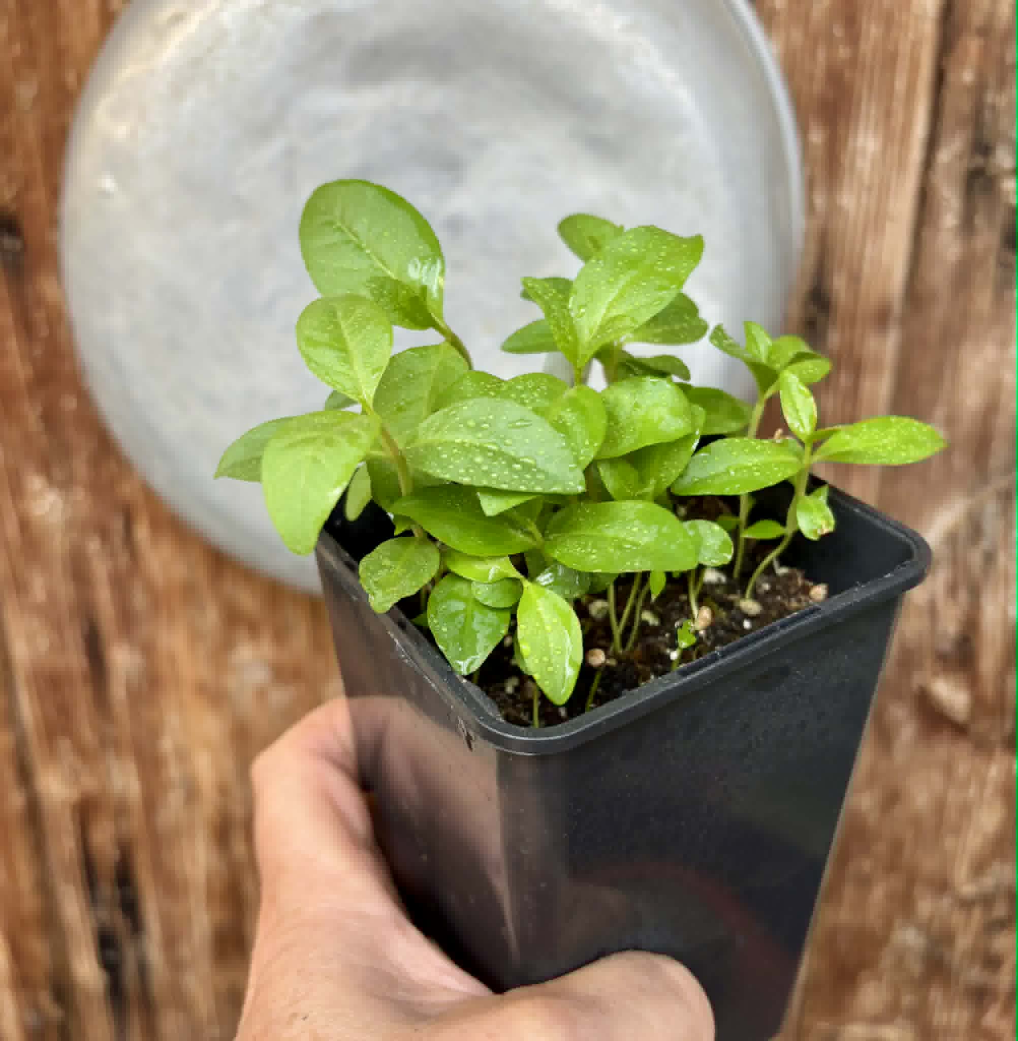 20 in 1 pot - Psidium guajava  "Paluma"  - 20 seedlings in one pot / 20 Sämlinge in einem Topf