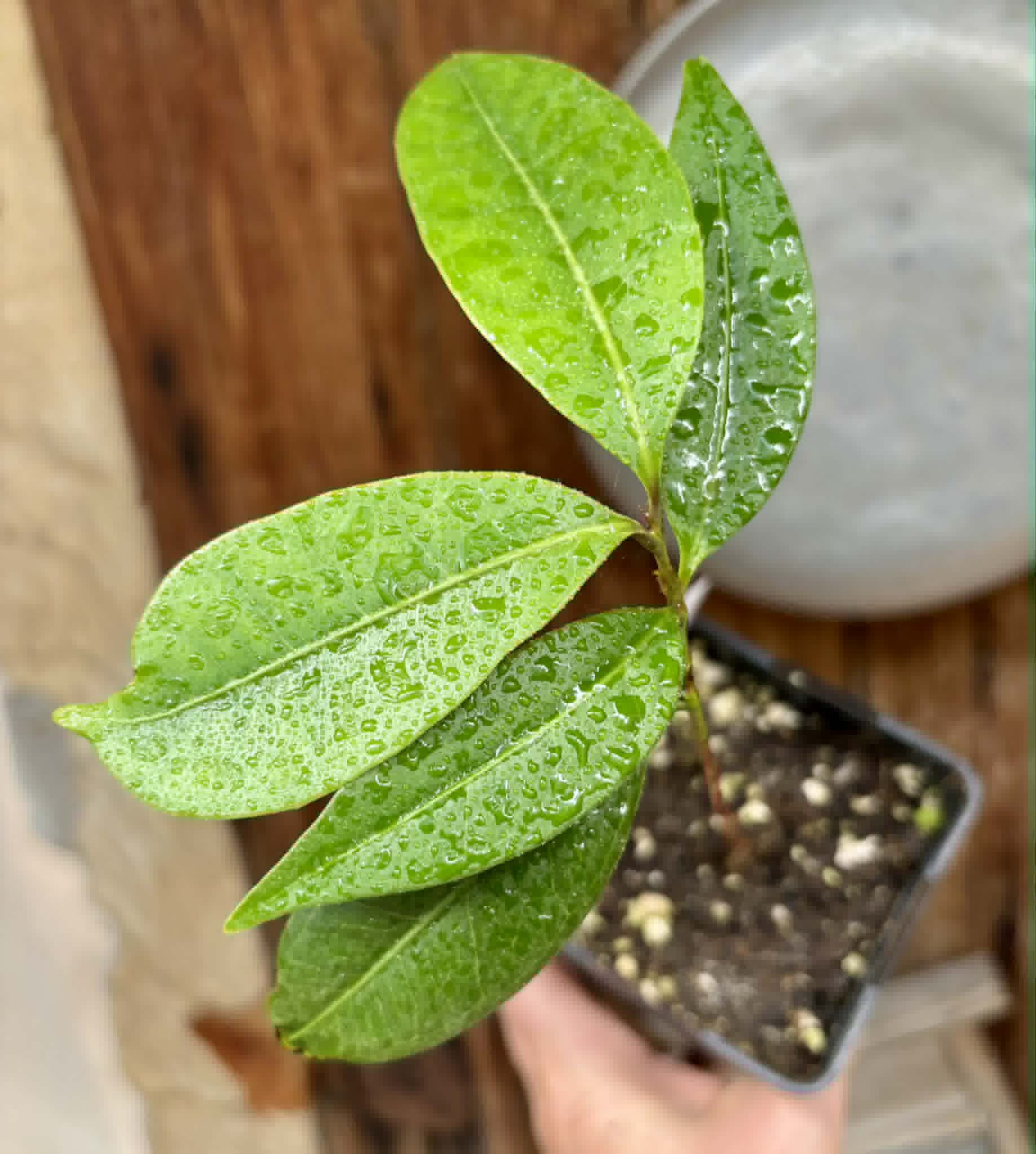 Eugenia sp Abacate -  1 potted seedling / 1 getopfter Sämling
