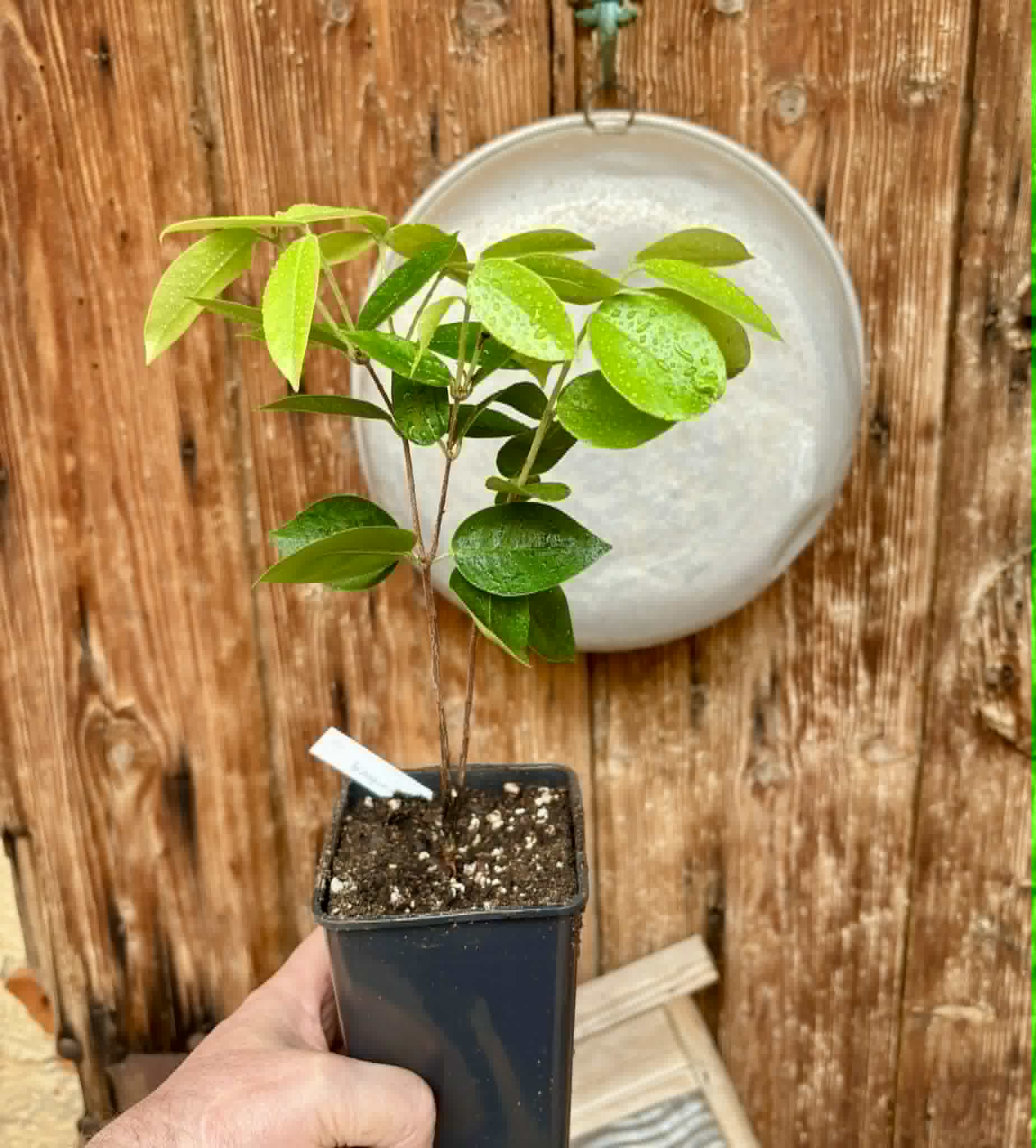 Cambuca (Plinia edulis) - 1 potted seedling / 1 getopfter Sämling