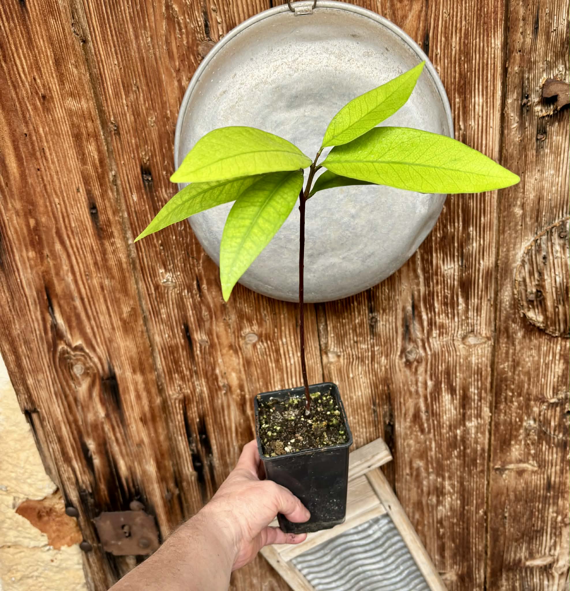 Eugenia sp BIG Maca-  1 potted plant / 1 getopfte Pflanze