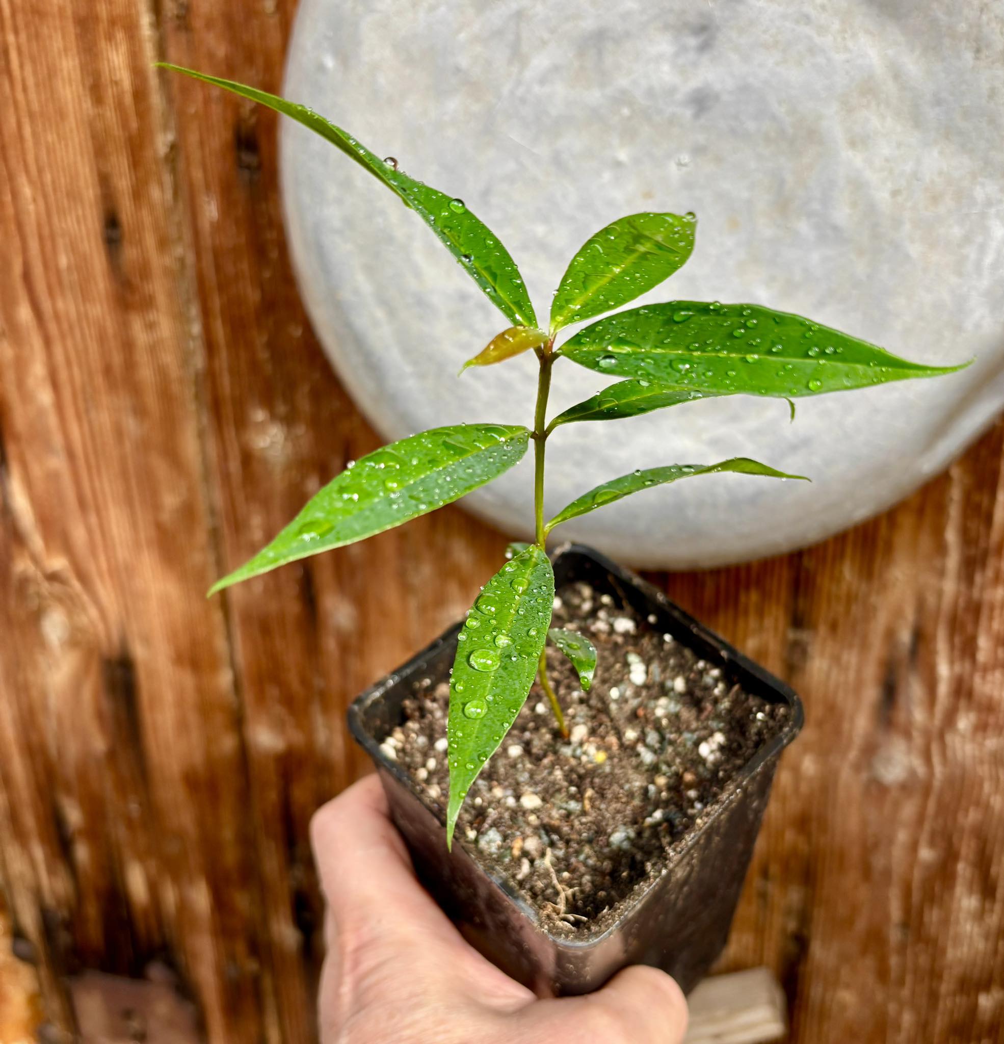 Rose Apple (Syzygium jambos) - 1 small potted seedling / 1 kleiner, getopfter Sämling Rose Apple (Syzygium jambos) - 1 small potted seedling / 1 kleiner, getopfter Sämling