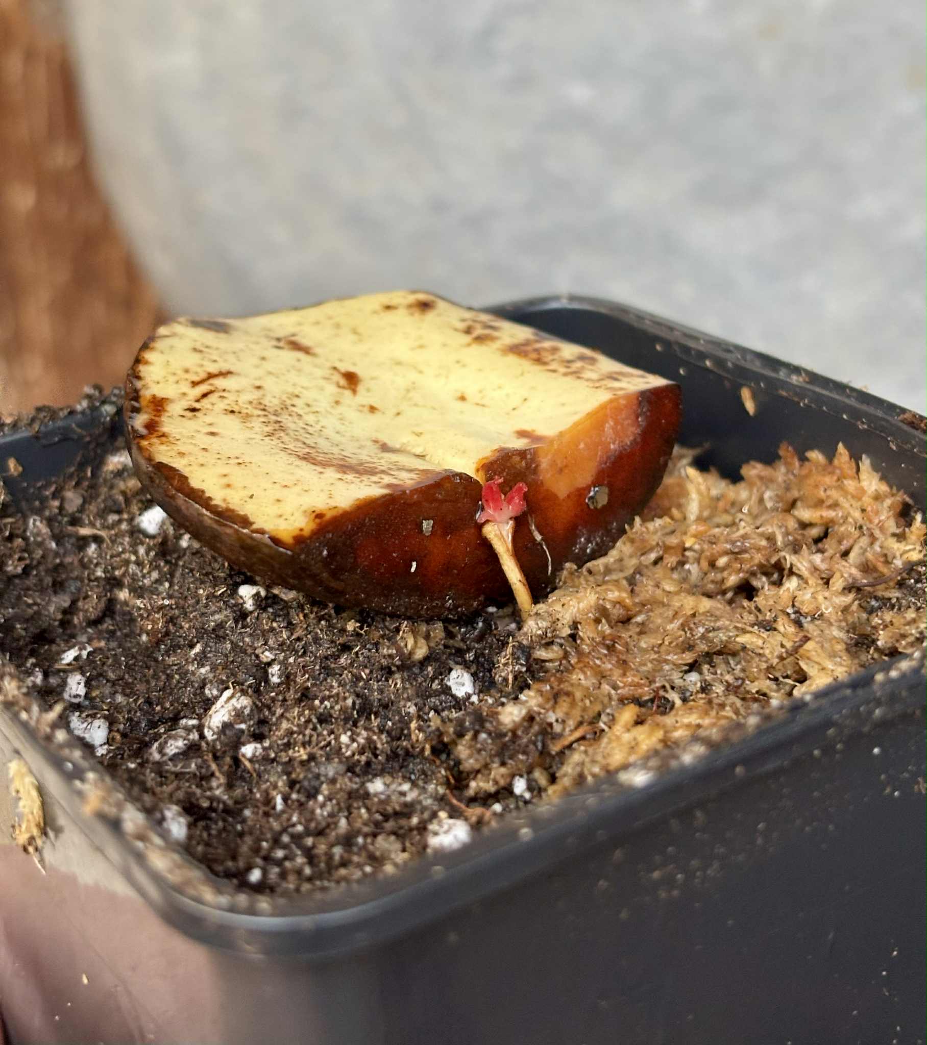 Plinia rara var. WHITE -  1 potted seedling / 1 getopfter Sämling