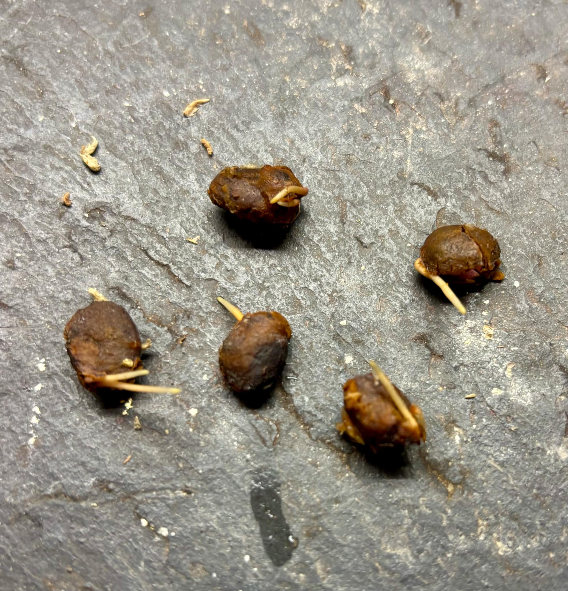 Plinia sp Cabo longo Sao Joao -  1 germinated seed / 1 gekeimter Samen