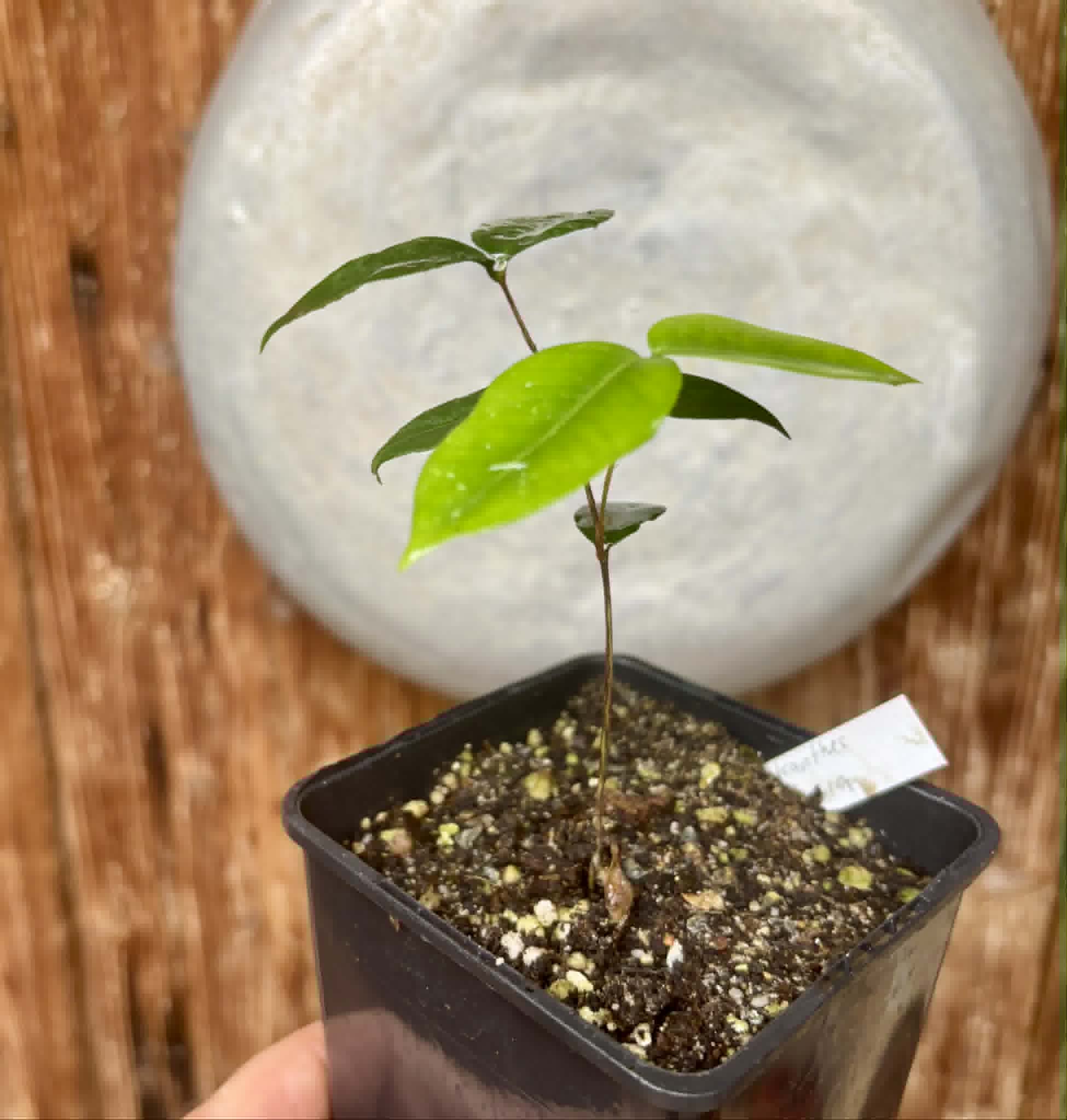 Neomitranthes obscura - 1 potted seedling/ 1 getopfter Sämling