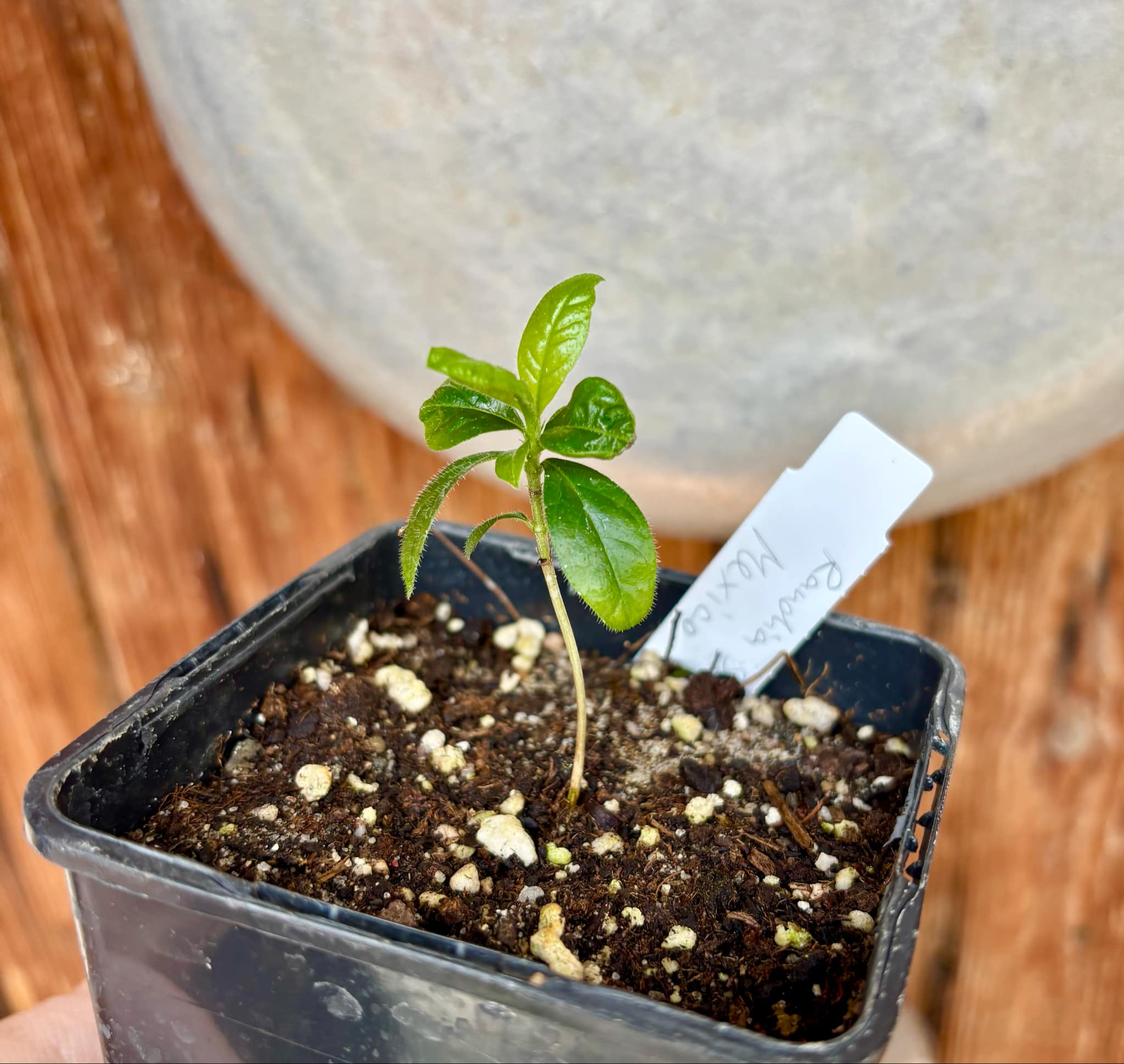 Randia sp Mexico  - 1 small seedling / 1 kleiner Sämling