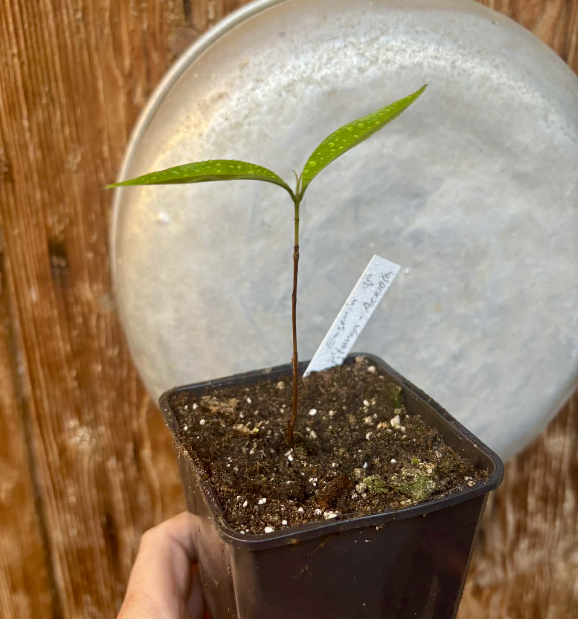 Eugenia sp Pitanga-Acerola - 1 potted seedling / 1 getopfter Sämling