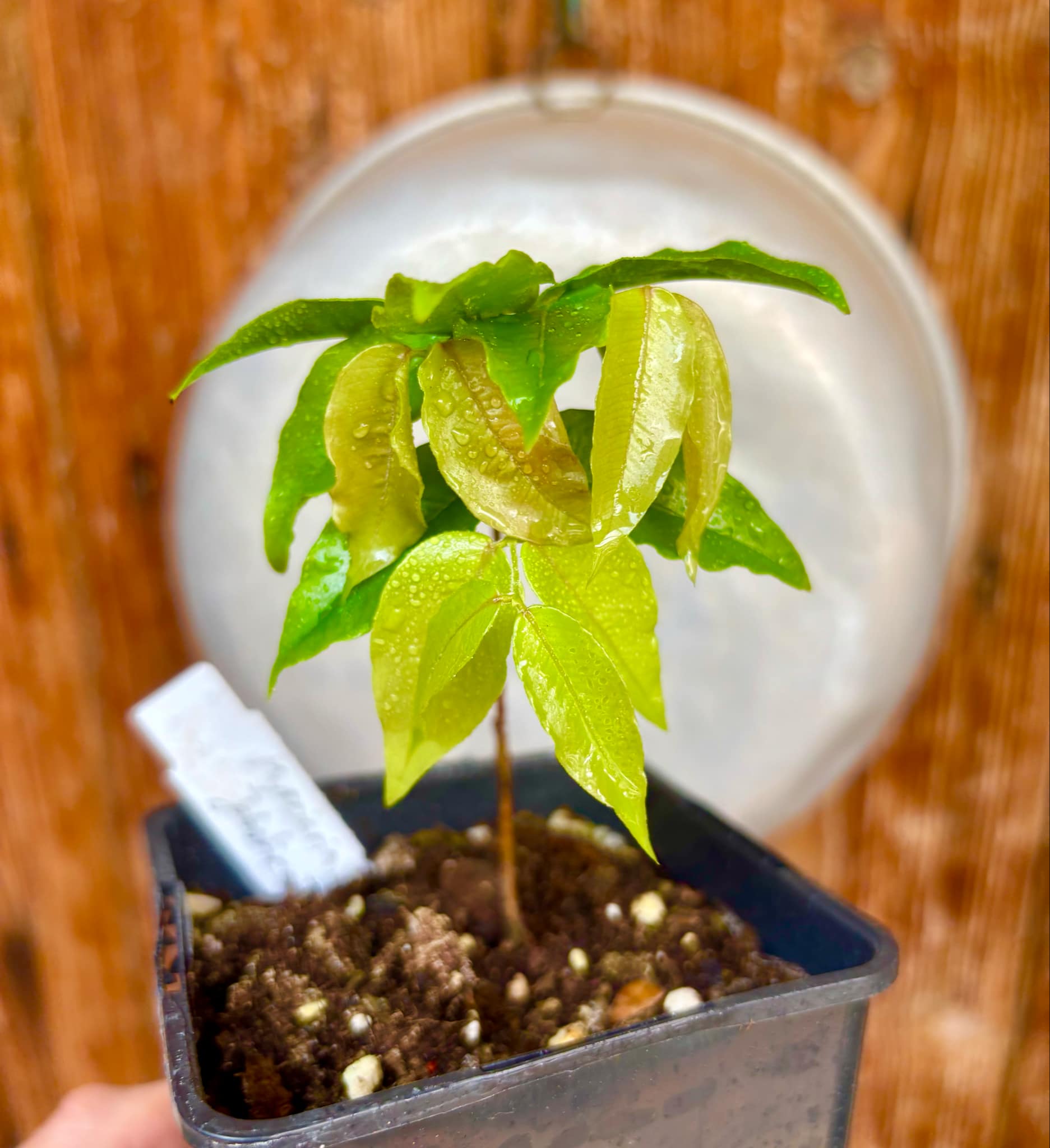 Myrciaria sp Jaboticaba - 1 potted plant / 1 getopfte Pflanze
