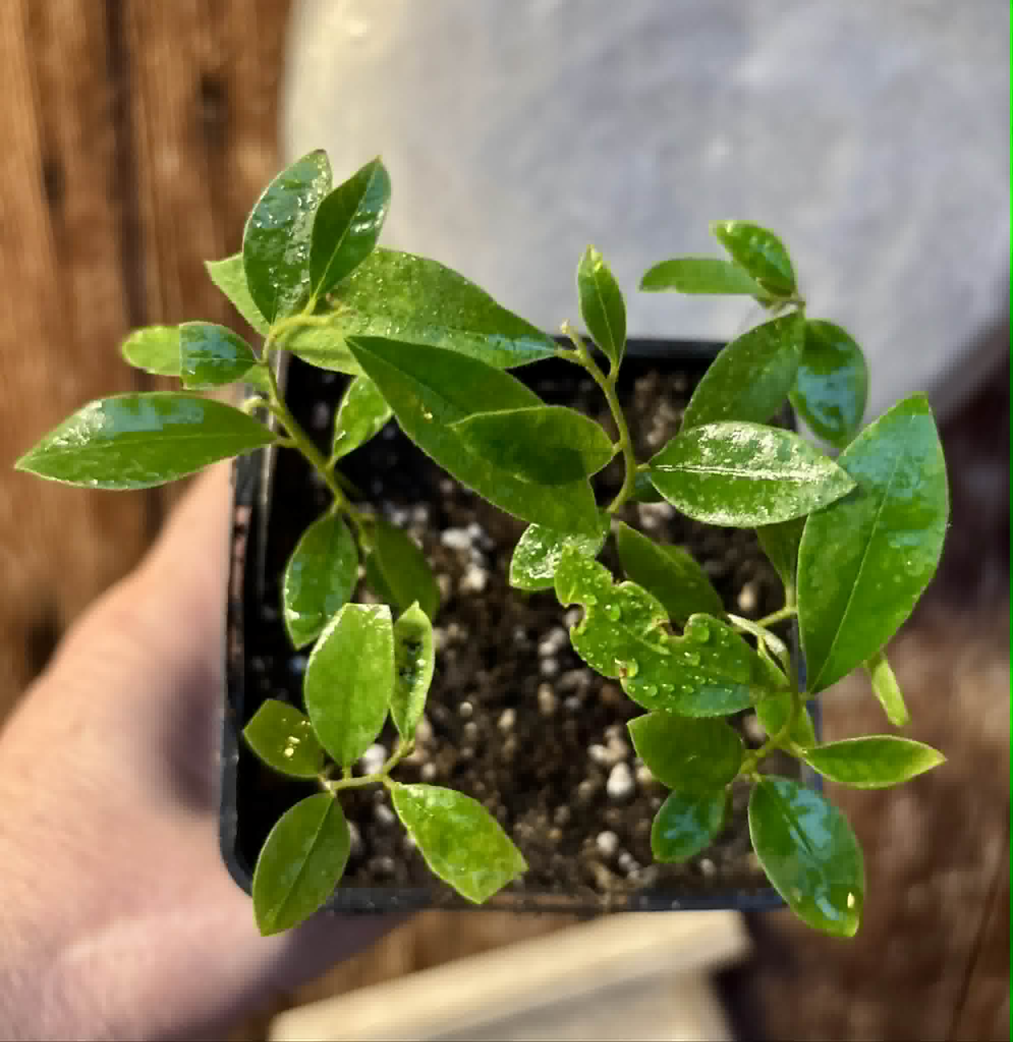 7 in 1 pot - Uvaria cordata -  7 seedlings in one pot / 7 Sämlinge in einem Topf