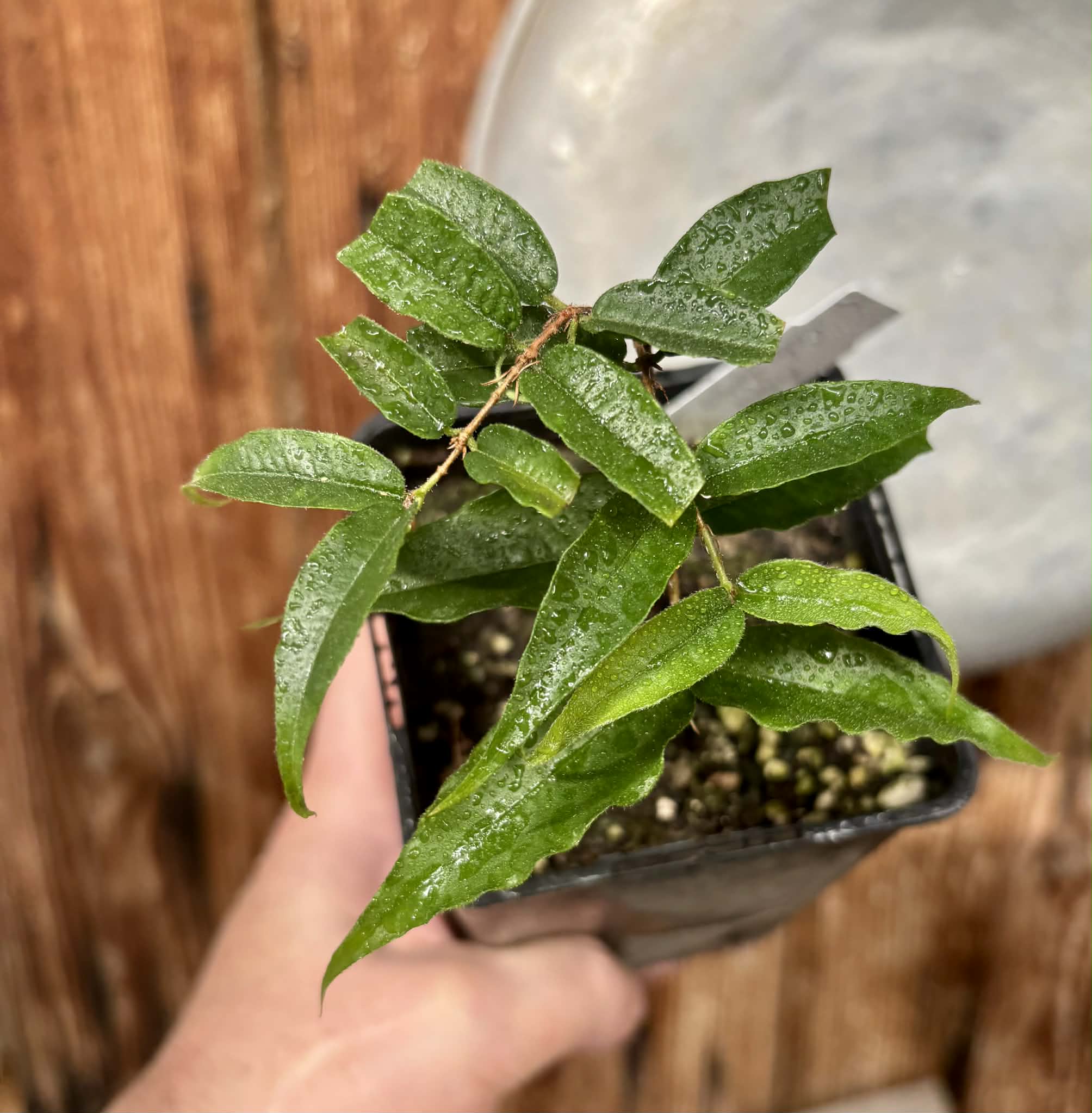 Plinia sp Cabo longo Sao Joao -  1 fresh potted seedling / 1 frisch getopfter Sämling