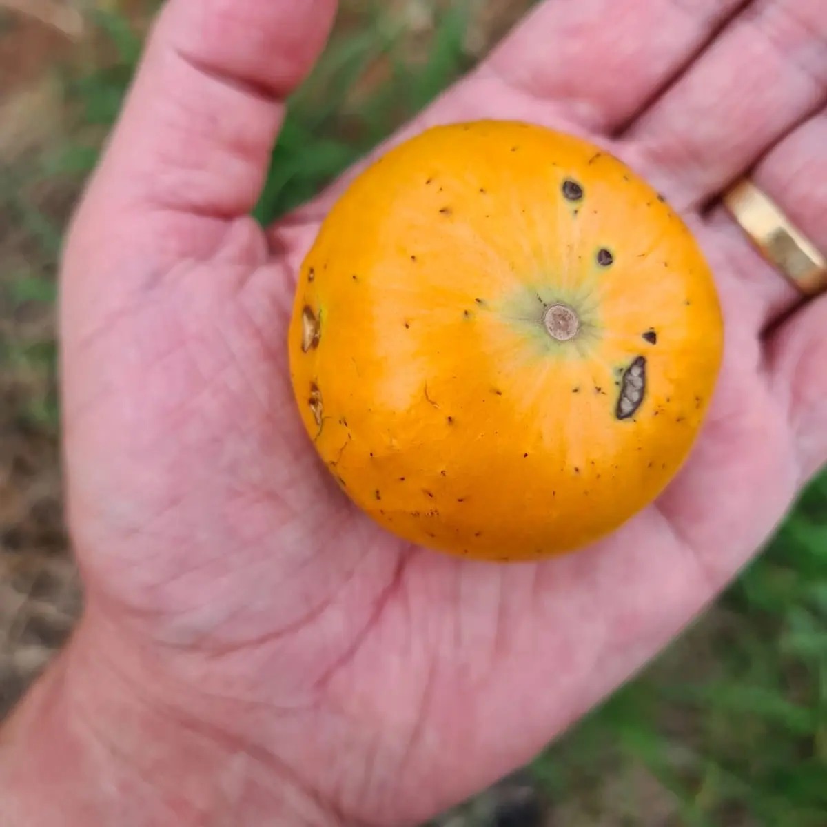 Pre Order - Cambuca (Plinia edulis) - 1 fresh seed / 1 frischer Samen