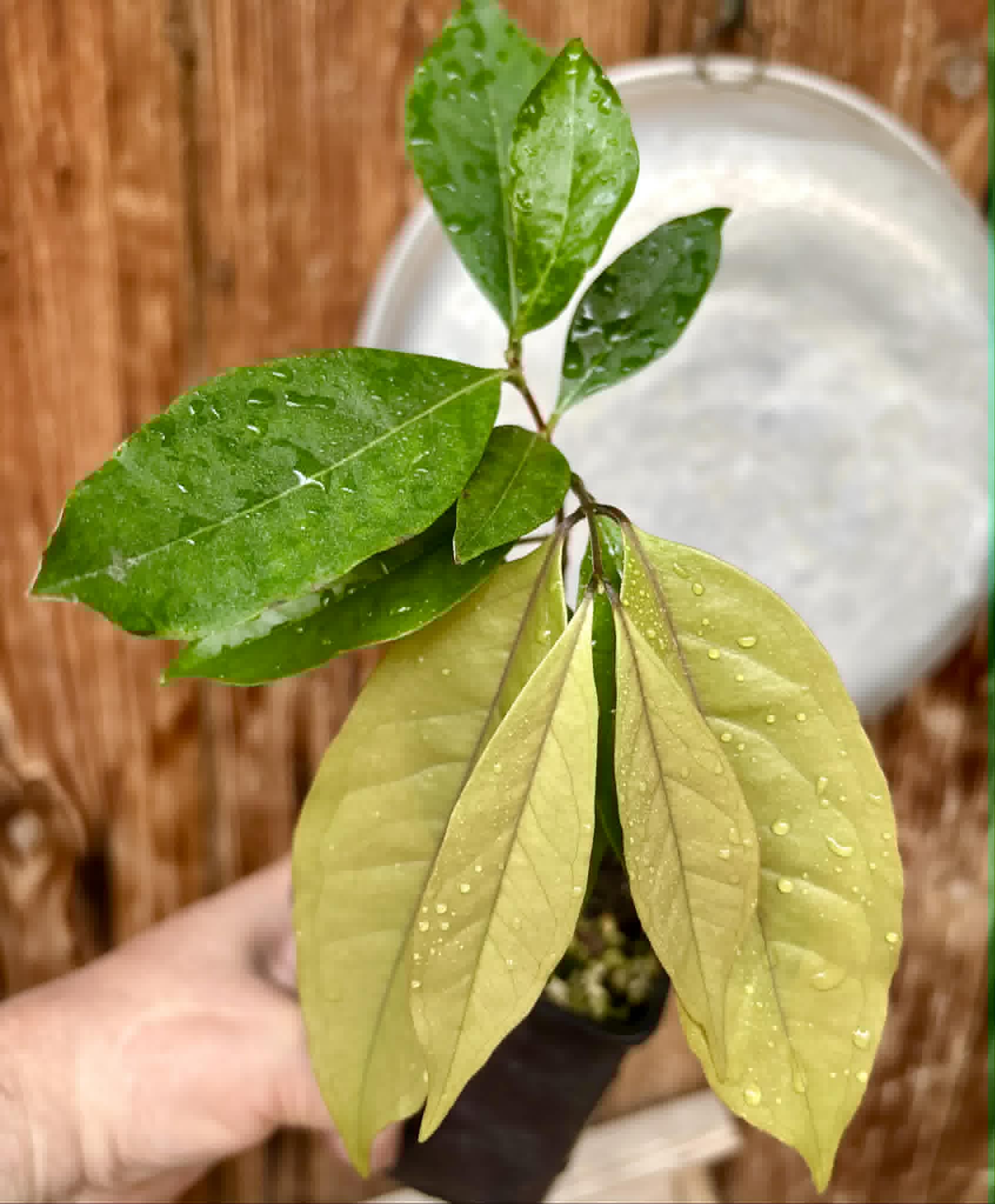 Eugenia sp Belmonte -  1 potted seedling / 1 getopfter Sämling
