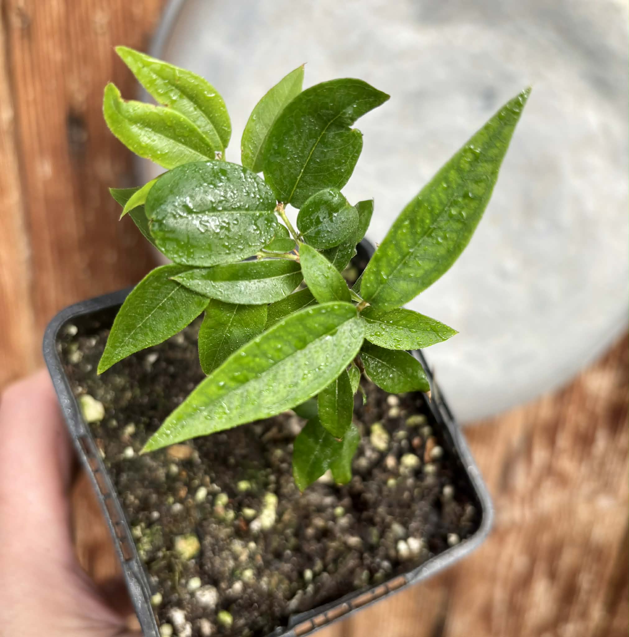 Plinia sp Lagoa black -  1 potted plant / 1 getopfte Pflanze
