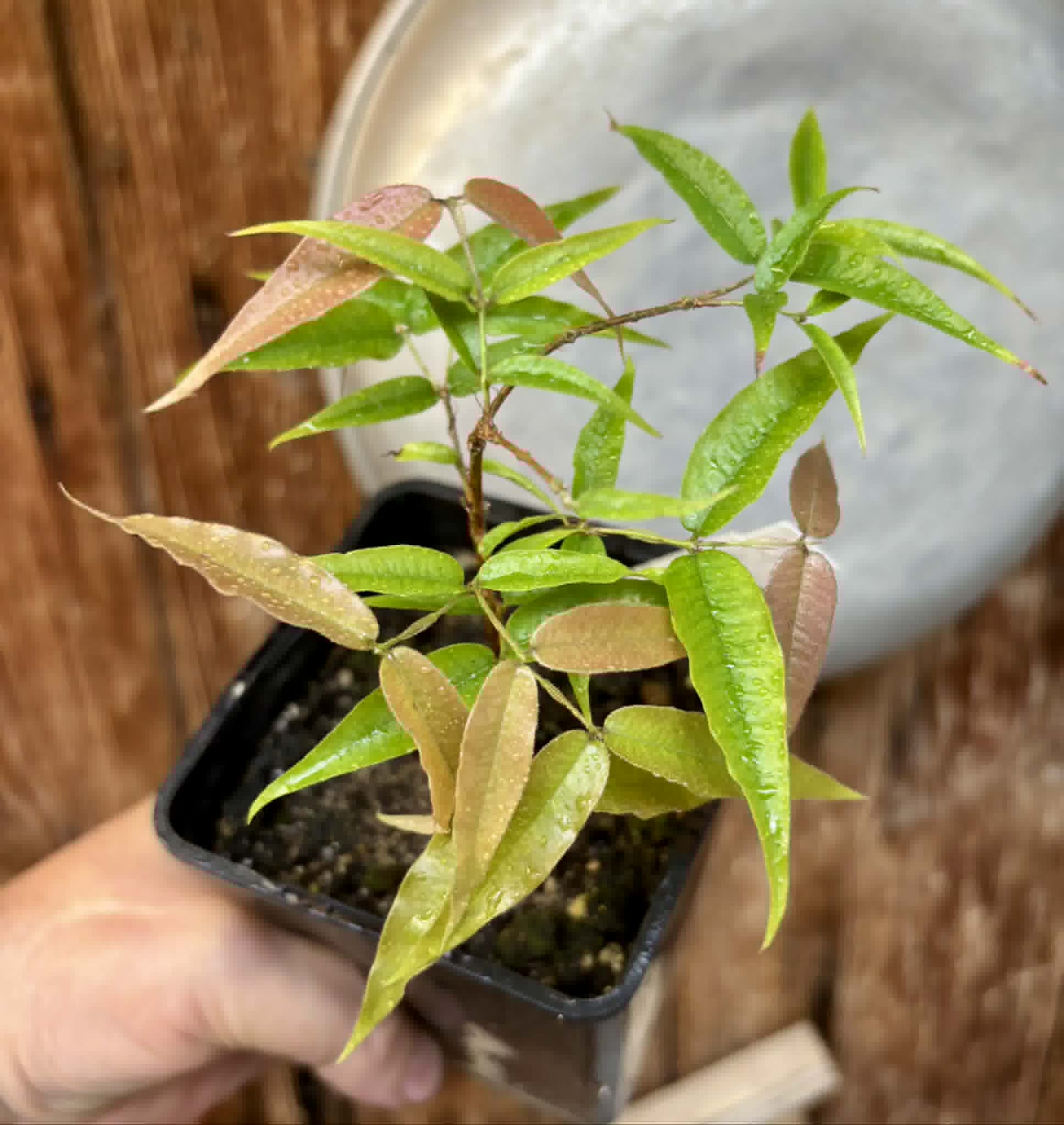Plinia sp Cabo longo Sao Joao -  1 potted seedling / 1  getopfter Sämling