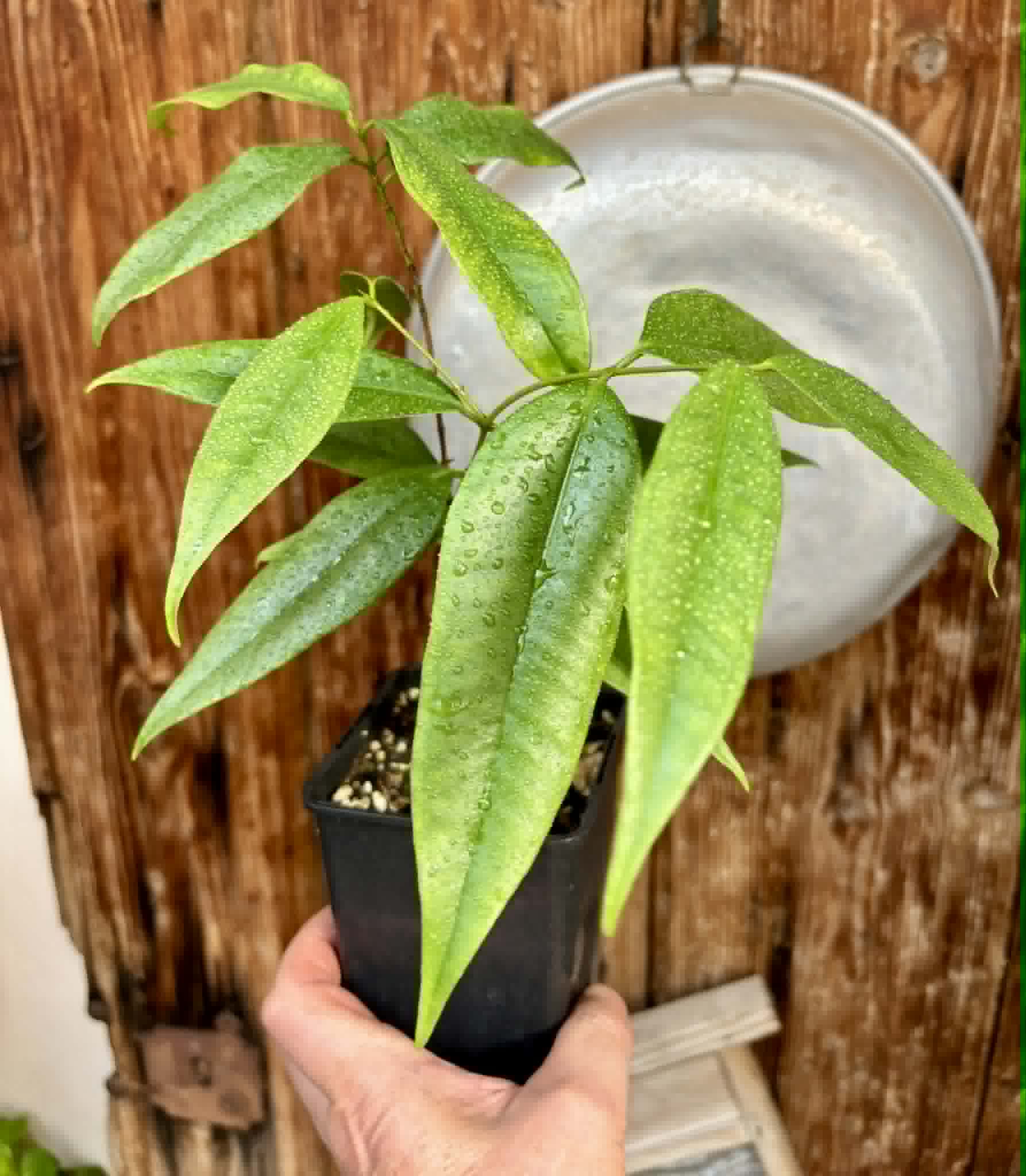 Eugenia bahiensis var. Sementes pintada  - 1 potted plant / 1 getopfte Pflanze