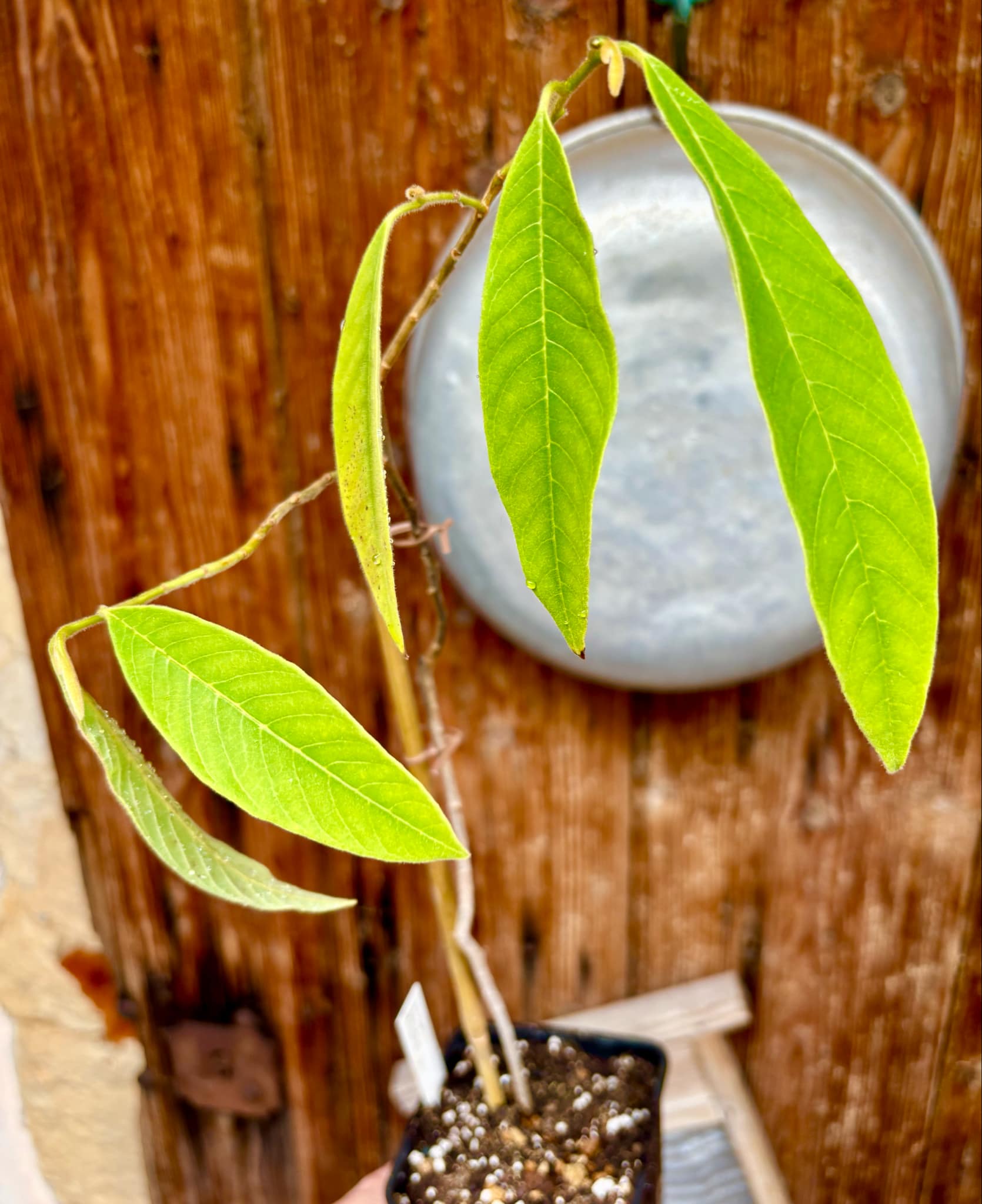 3 years old - Nonita (Annona spraguei) - 1 spotted plant / 1 getopfte Pflanze